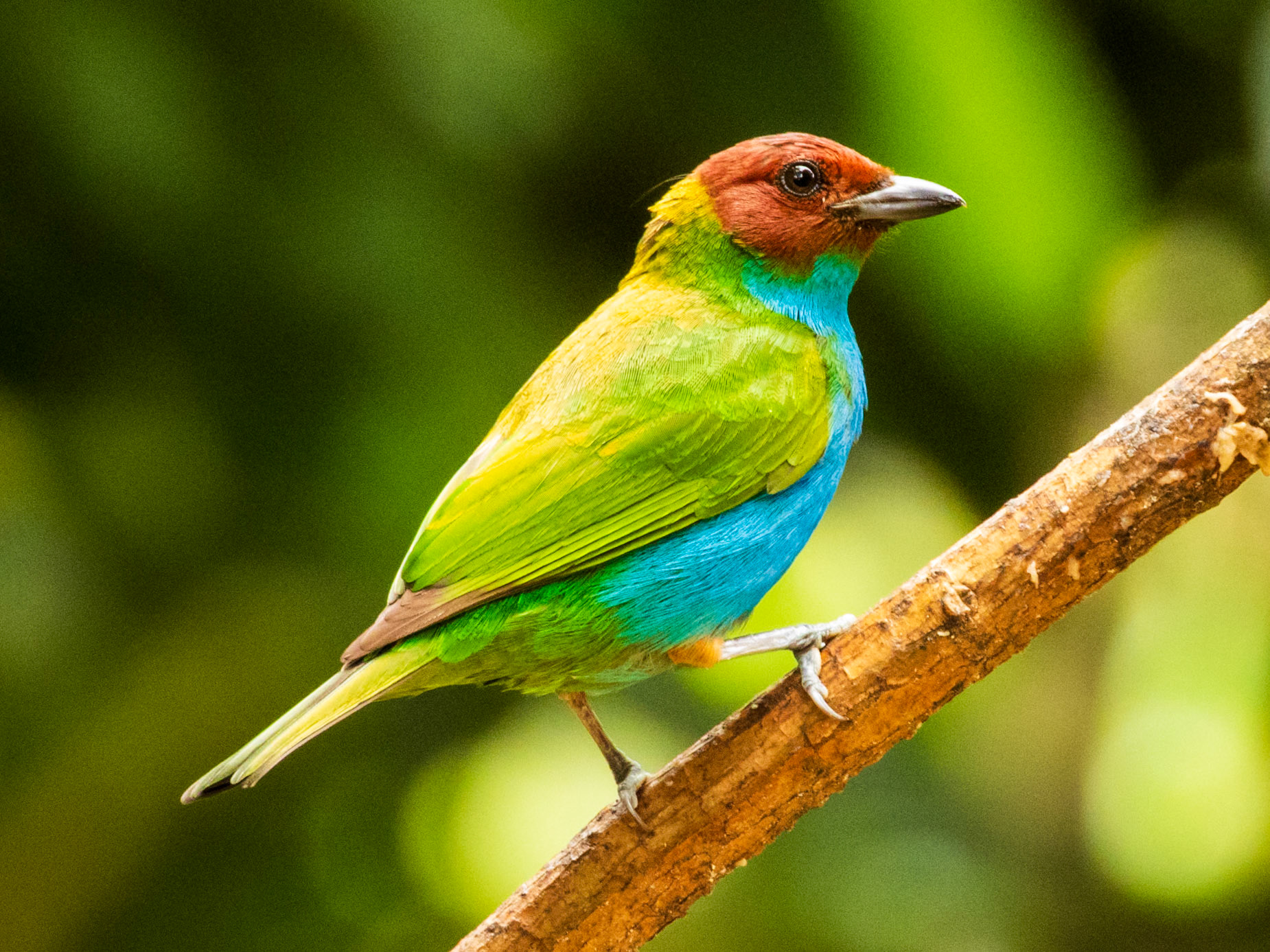Bay-headed Tanager, El Encanto Nature Reserve