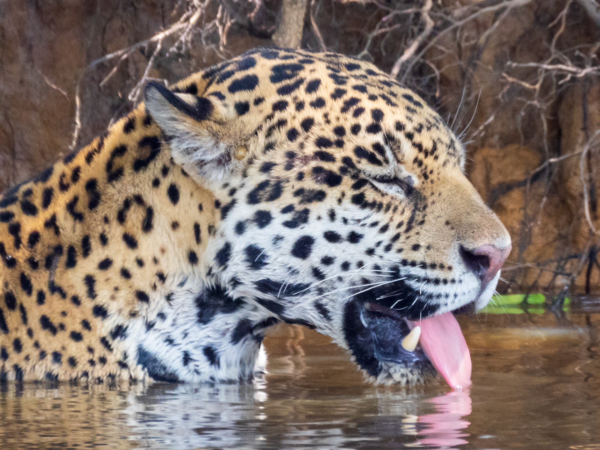 Jaguar, Porto Jofre