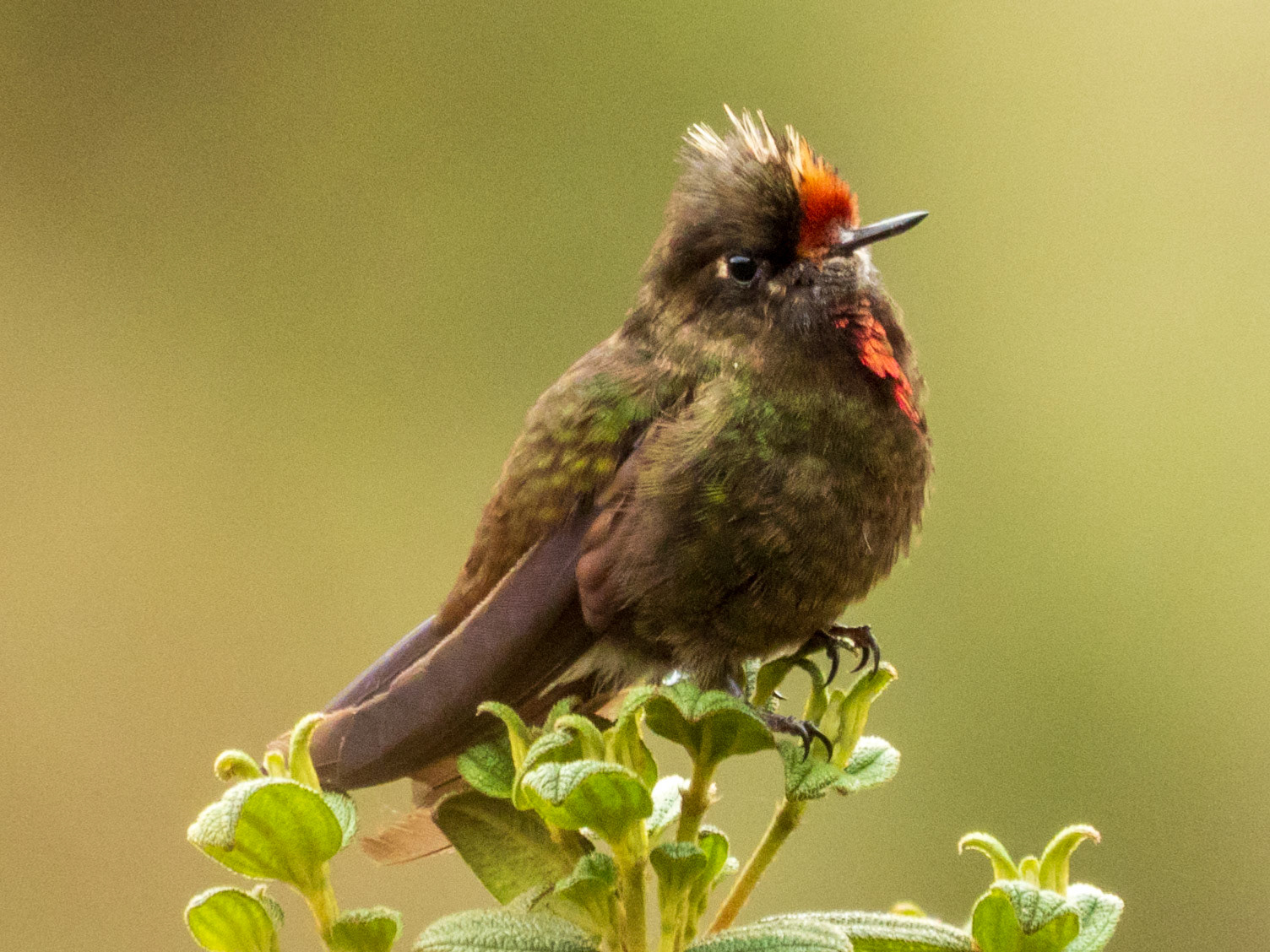 Rainbow-bearded Thornbill, Reserva Siete Montañas