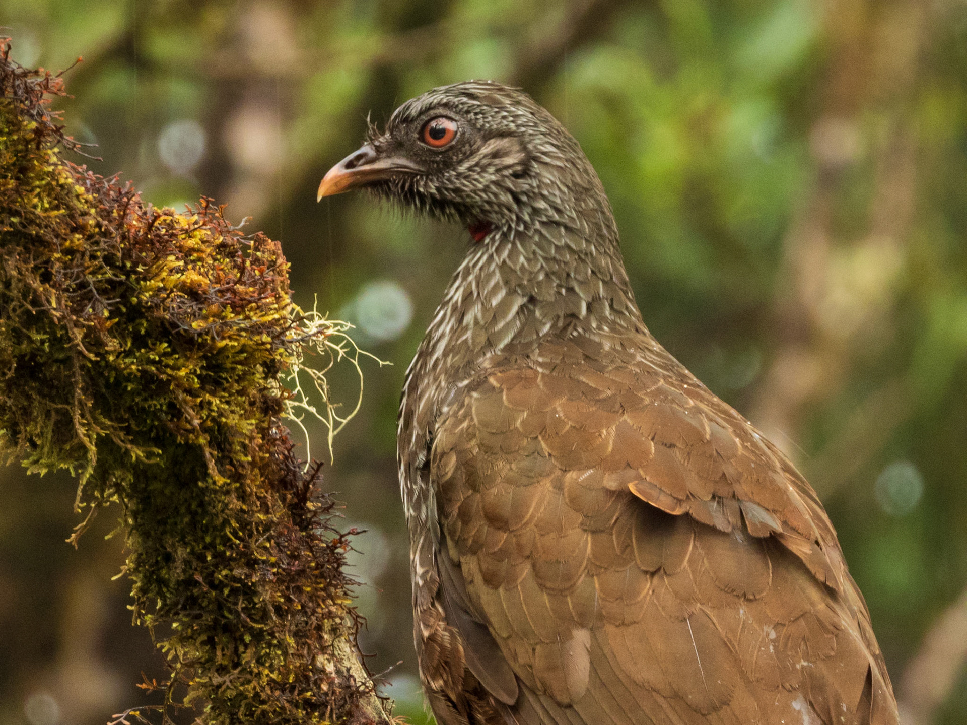 Andean Guan, Vereda Santa Helena