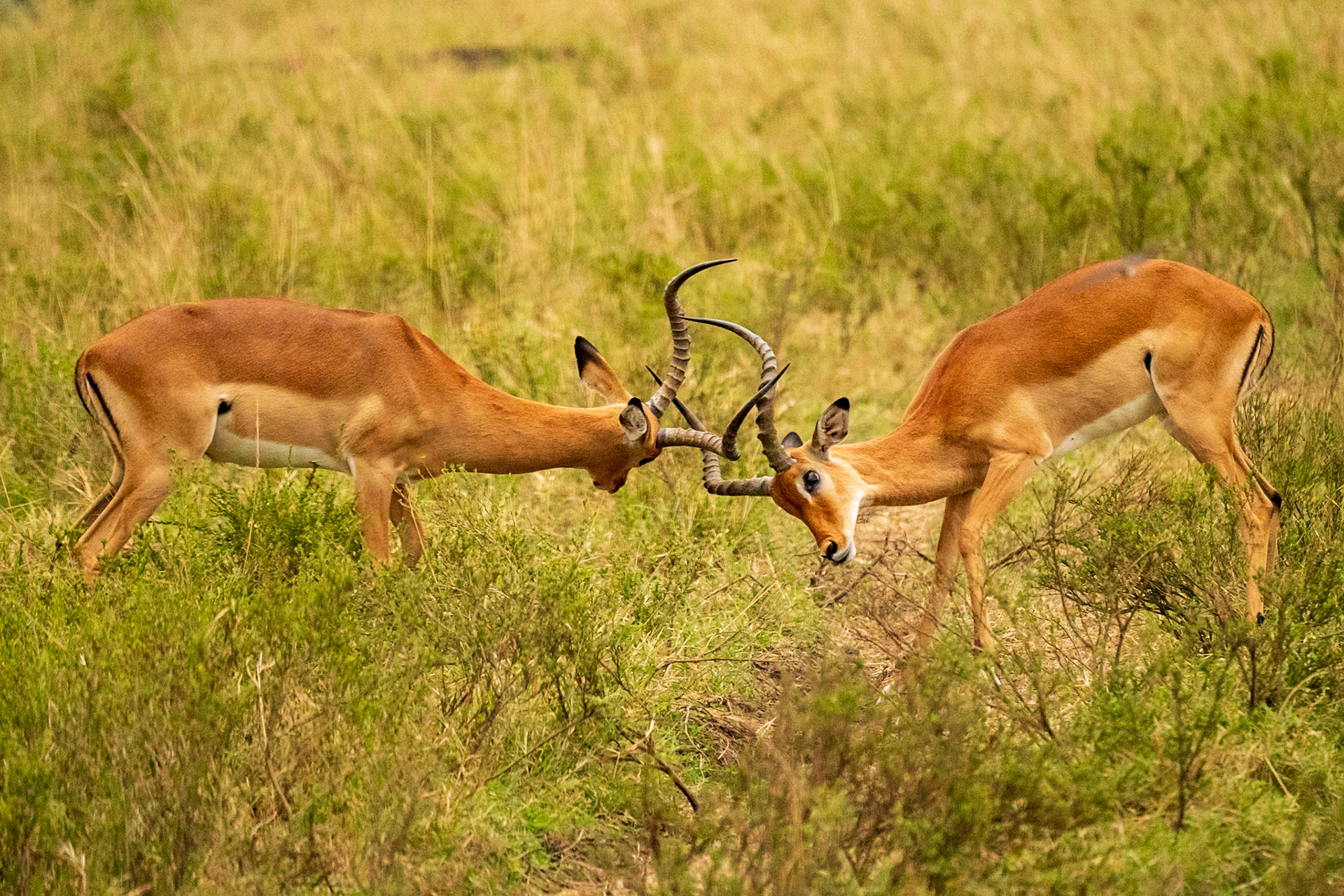 Impala, Melting Bush Camp