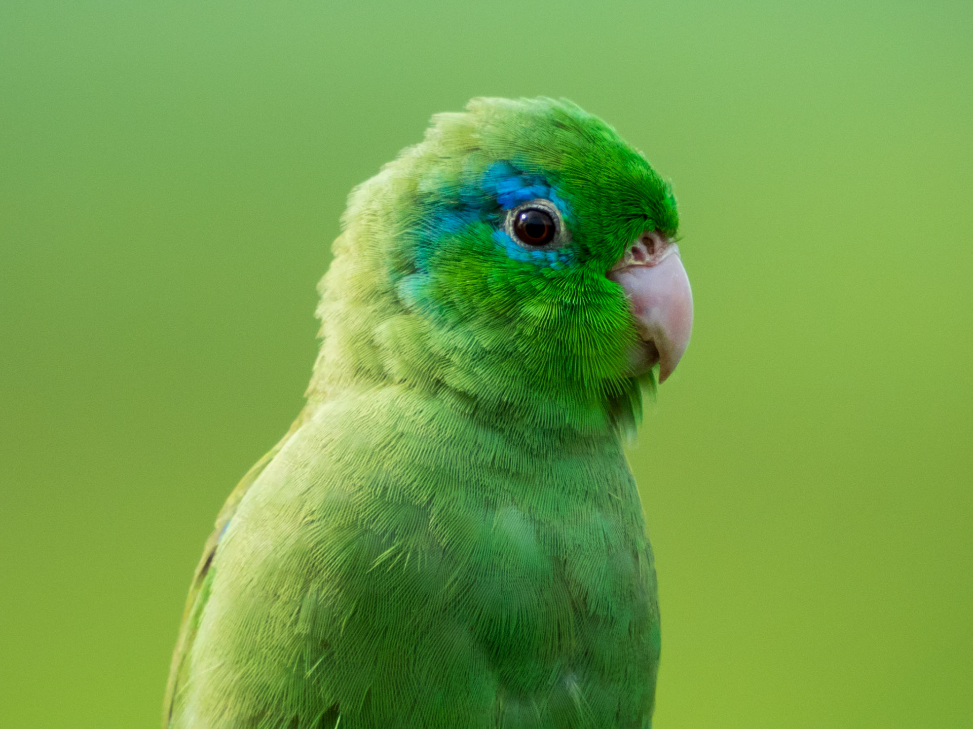 Spectacled Parrotlet, Laguna de Sonso