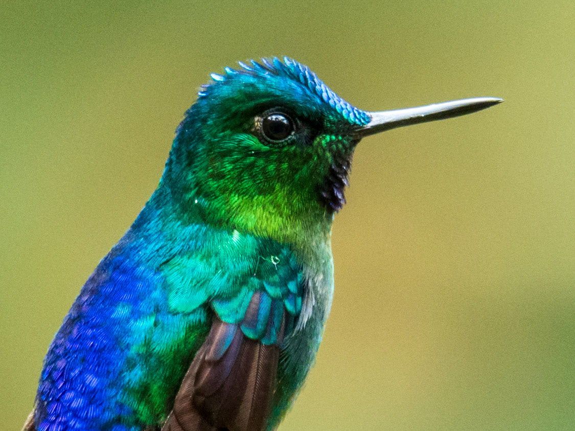 Violet-tailed Sylph, Parque Nacional Natural Tatamá