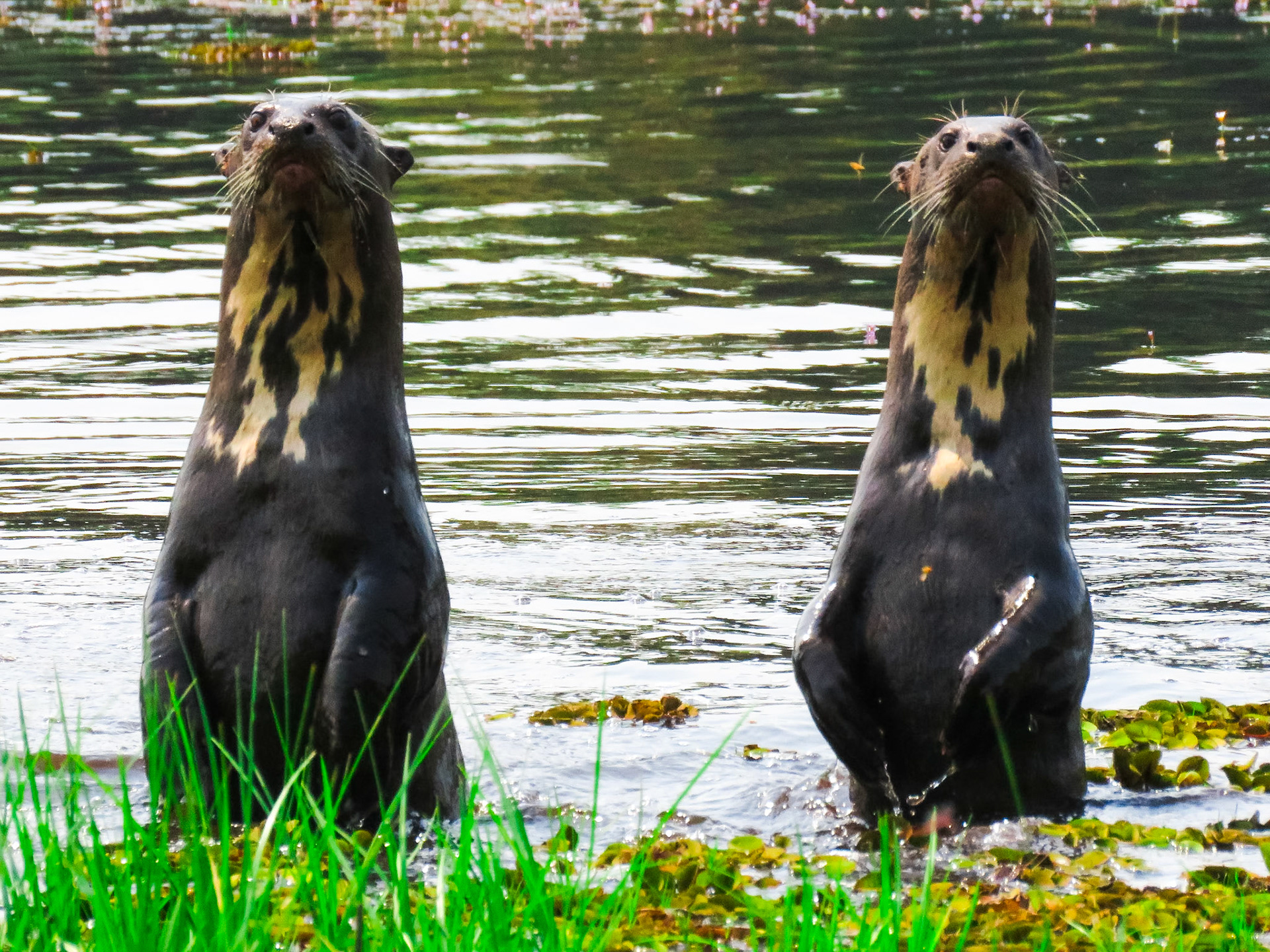 Giant Otter, Pouso Alegre Lodge