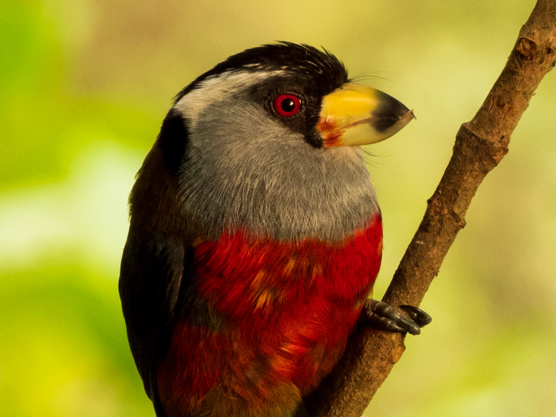 Toucan Barbet, Doña Dora
