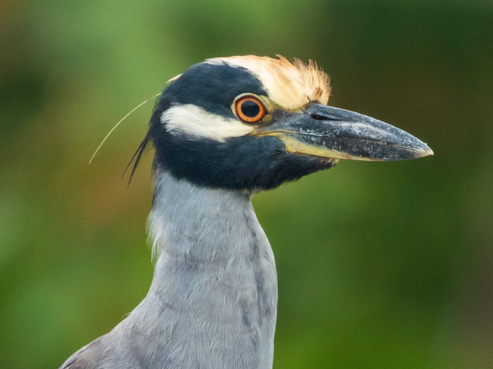Yellow-crowned Night Heron, El Almejal Ecolodge