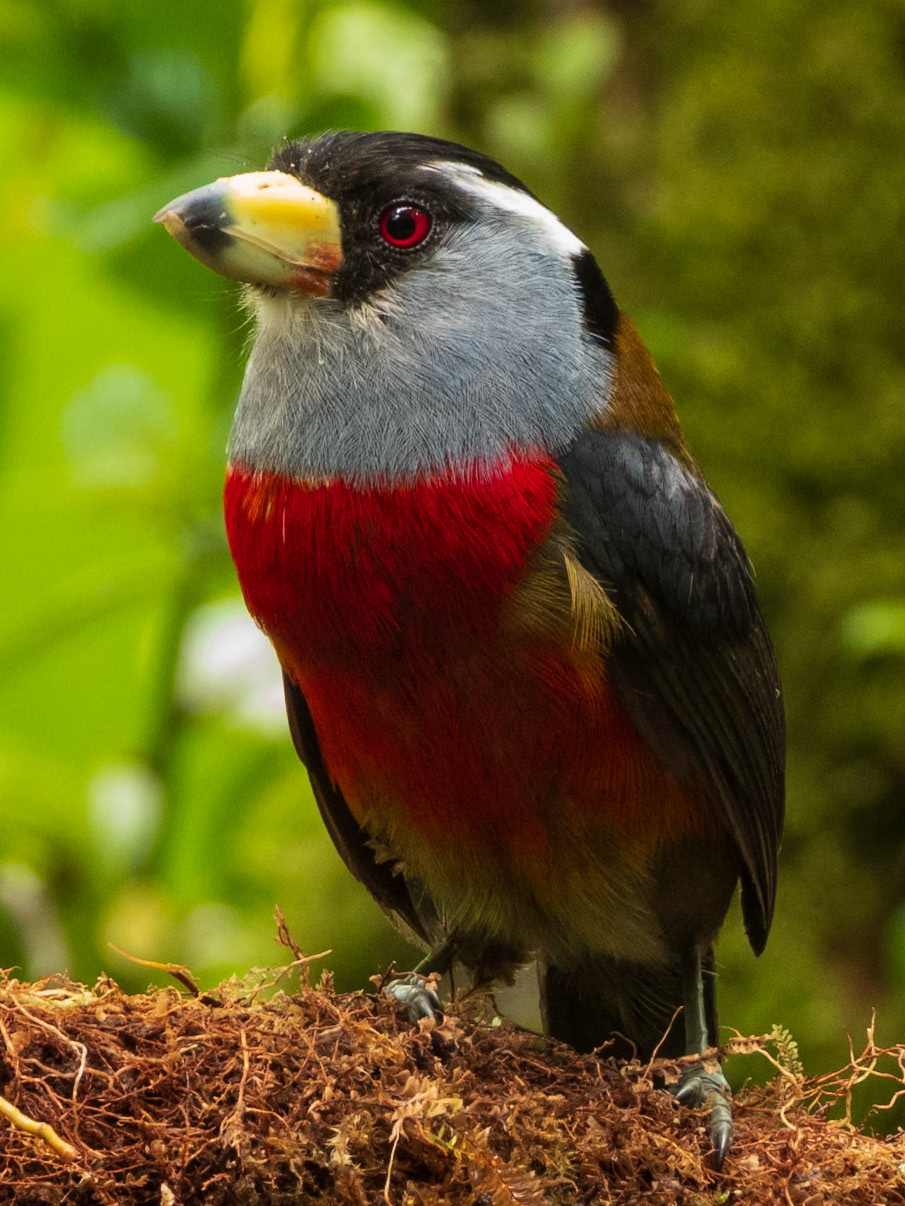 Toucan Barbet, Doña Dora