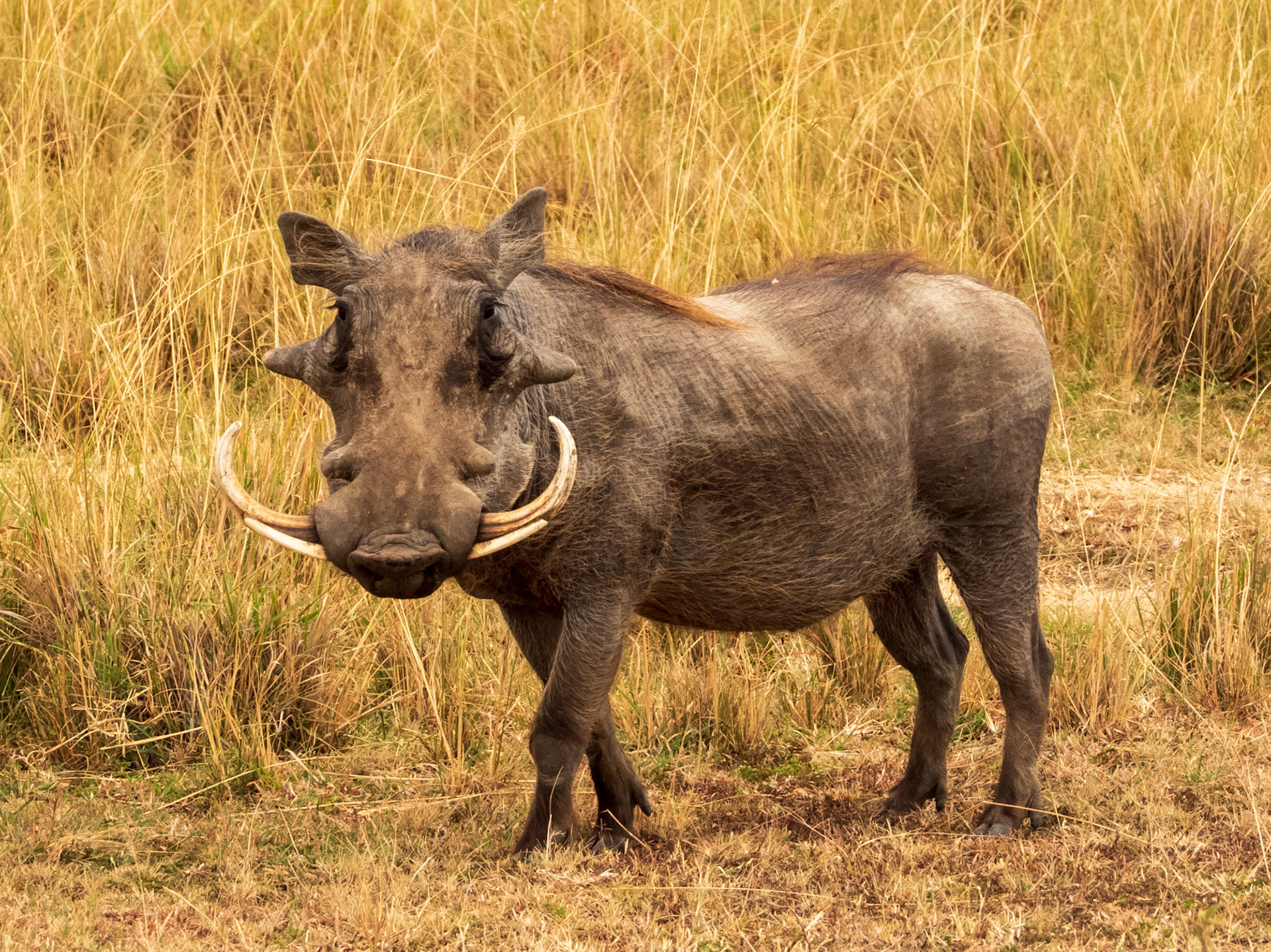 Common Warthog, Melting Bush Camp