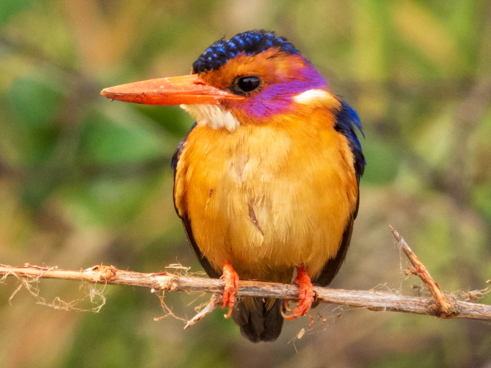 African Pygmy Kingfisher, Samburu Simba Lodge