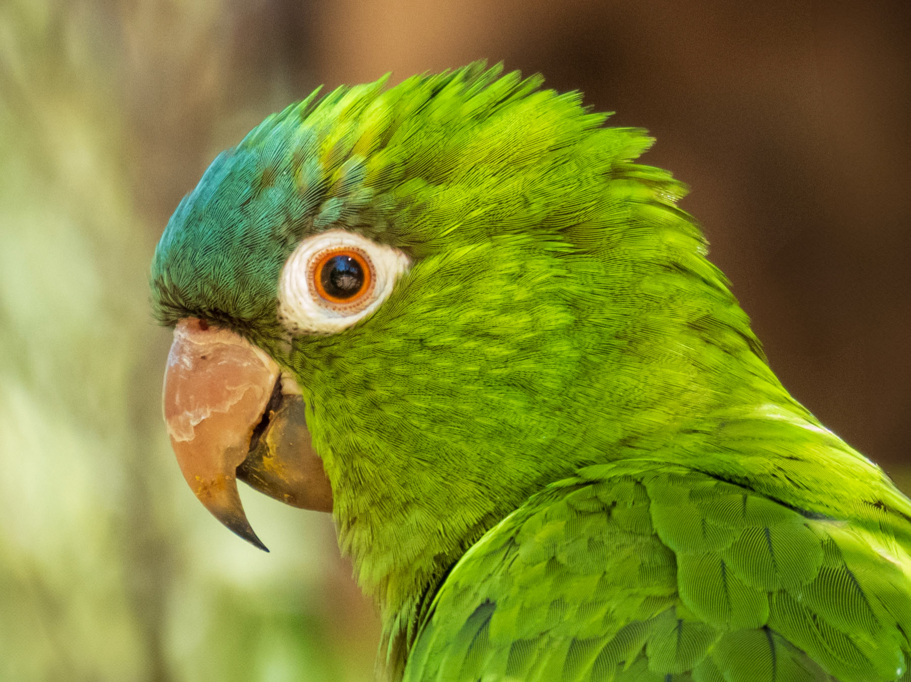 Blue-crowned Parakeet, Baía das Pedras