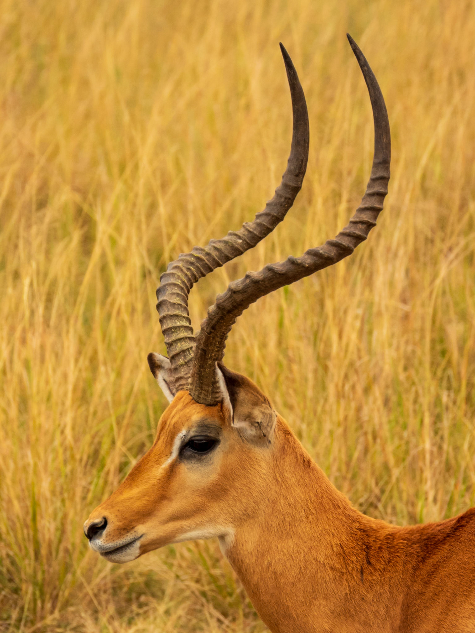 Impala, Melting Bush Camp