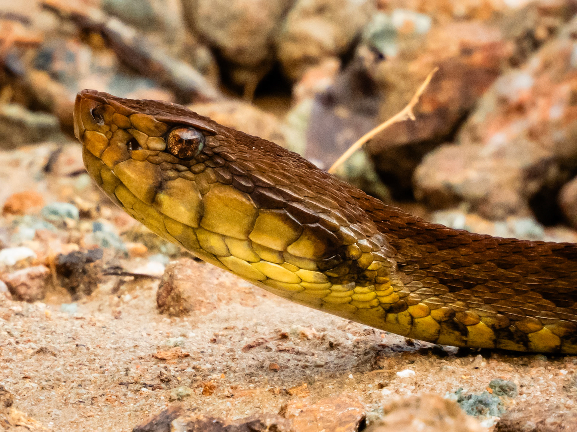 Terciopelo, Vereda Santa Helena