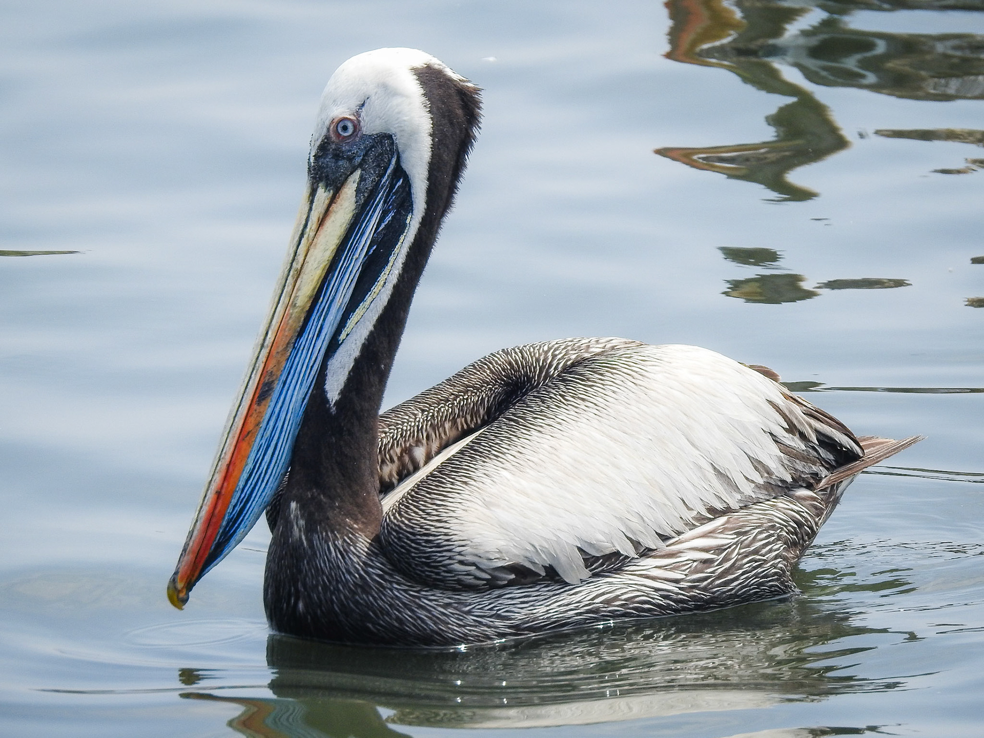 Peruvian Pelican, Reserva Natural Islas Ballestas