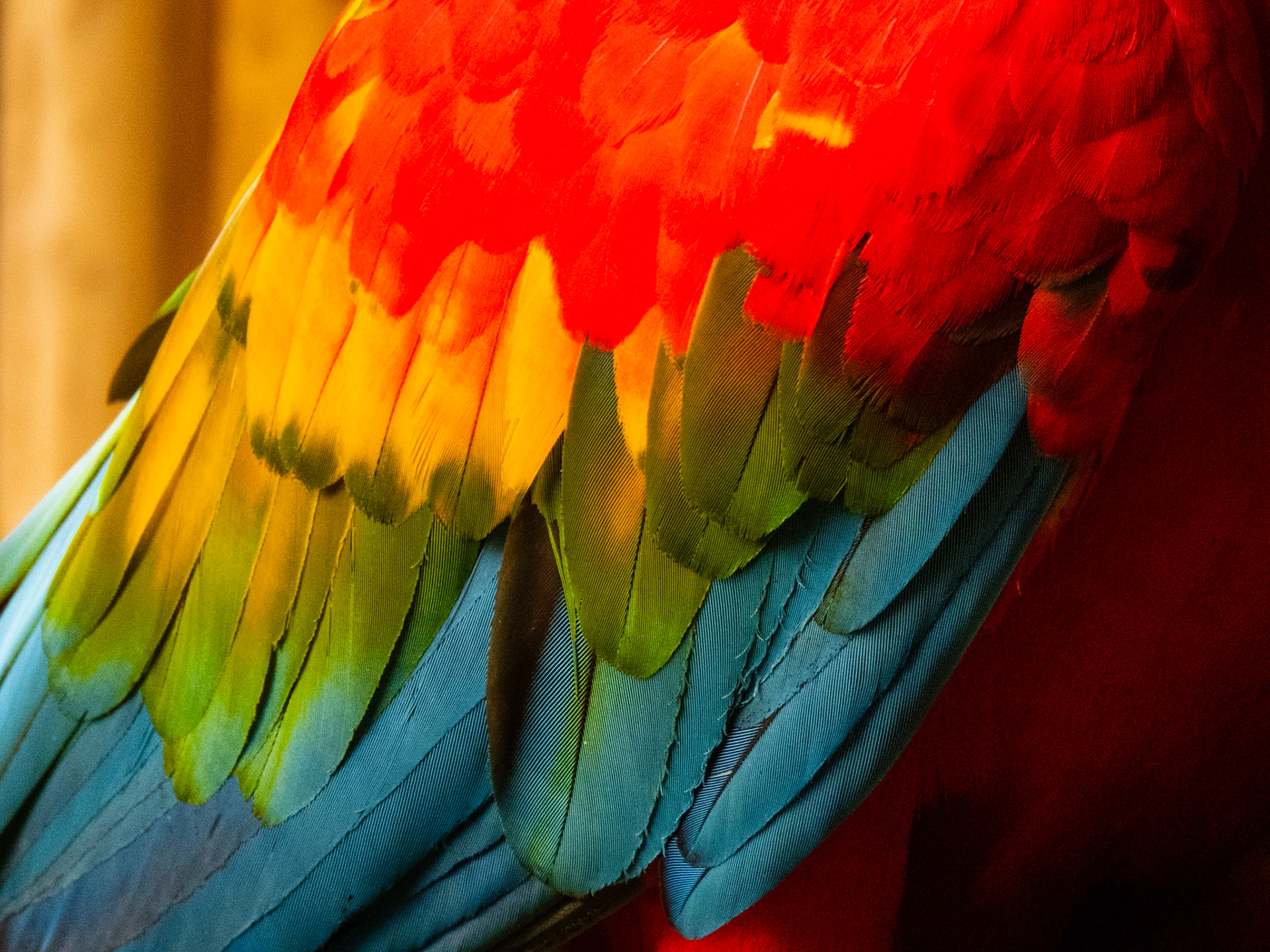 Scarlet Macaw, Tambopata Research Center