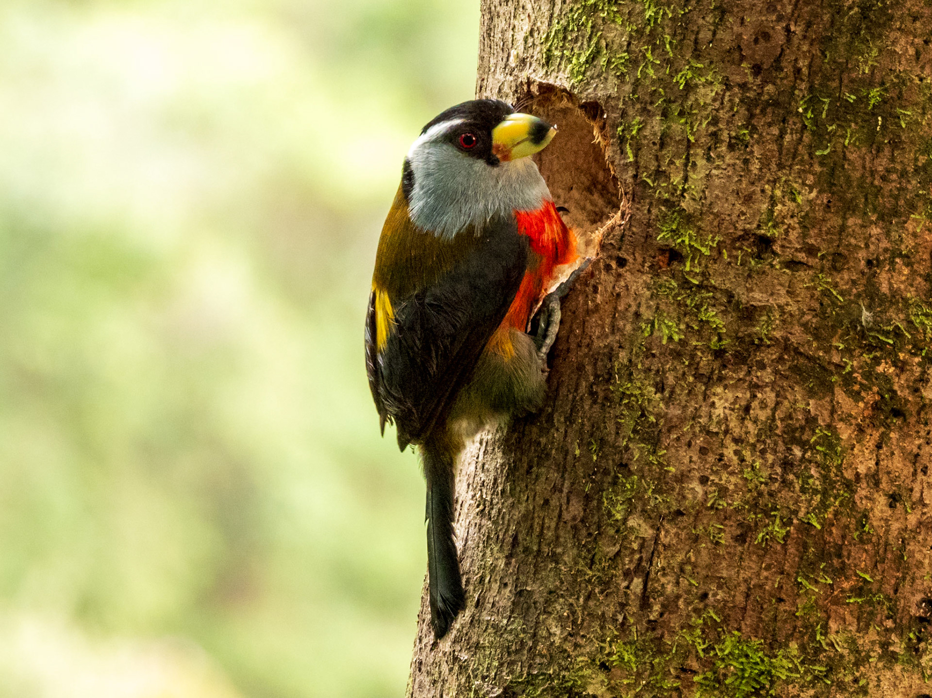Toucan Barbet, Doña Dora
