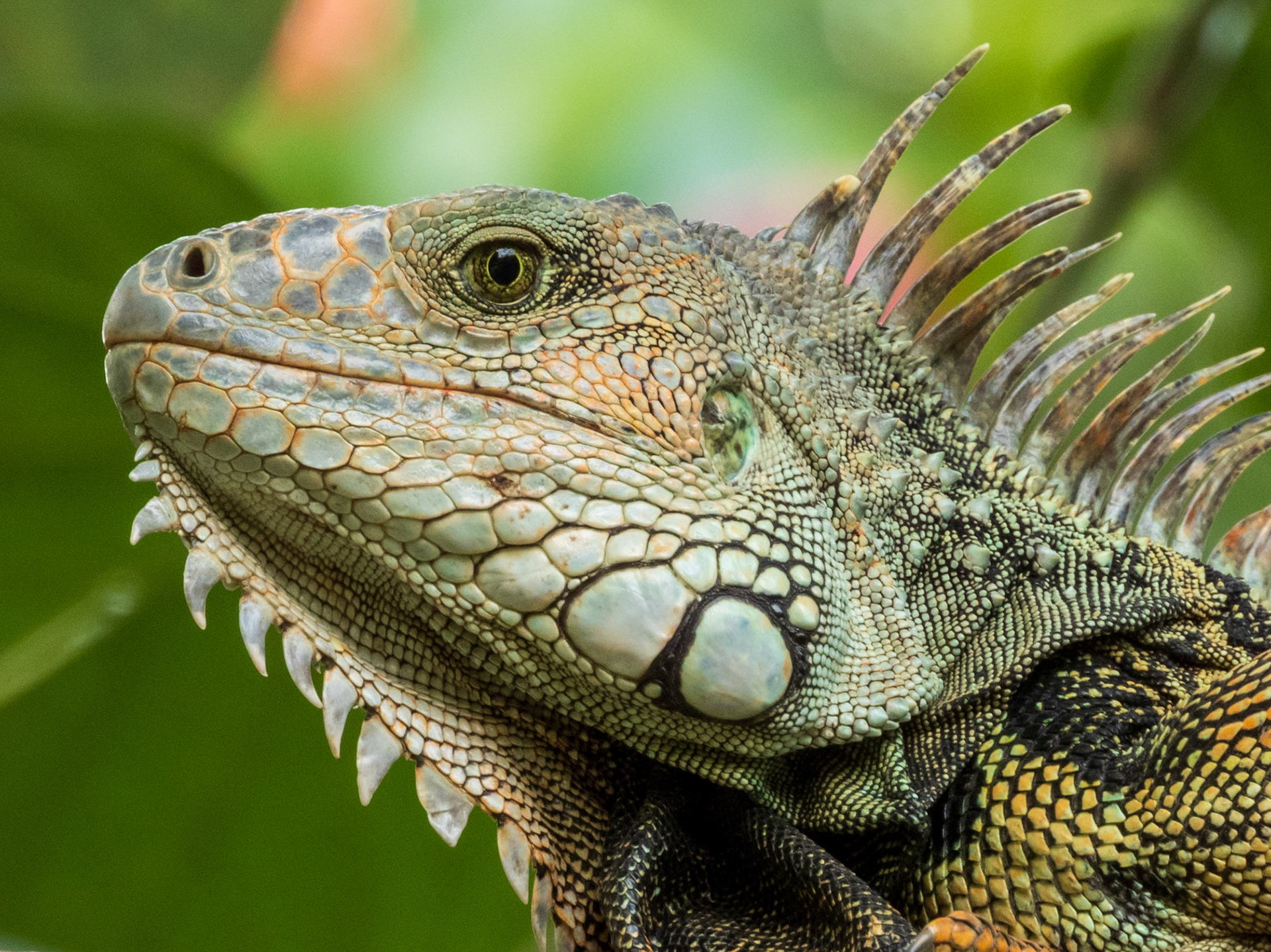 Green Iguana, Hacienda Venecia