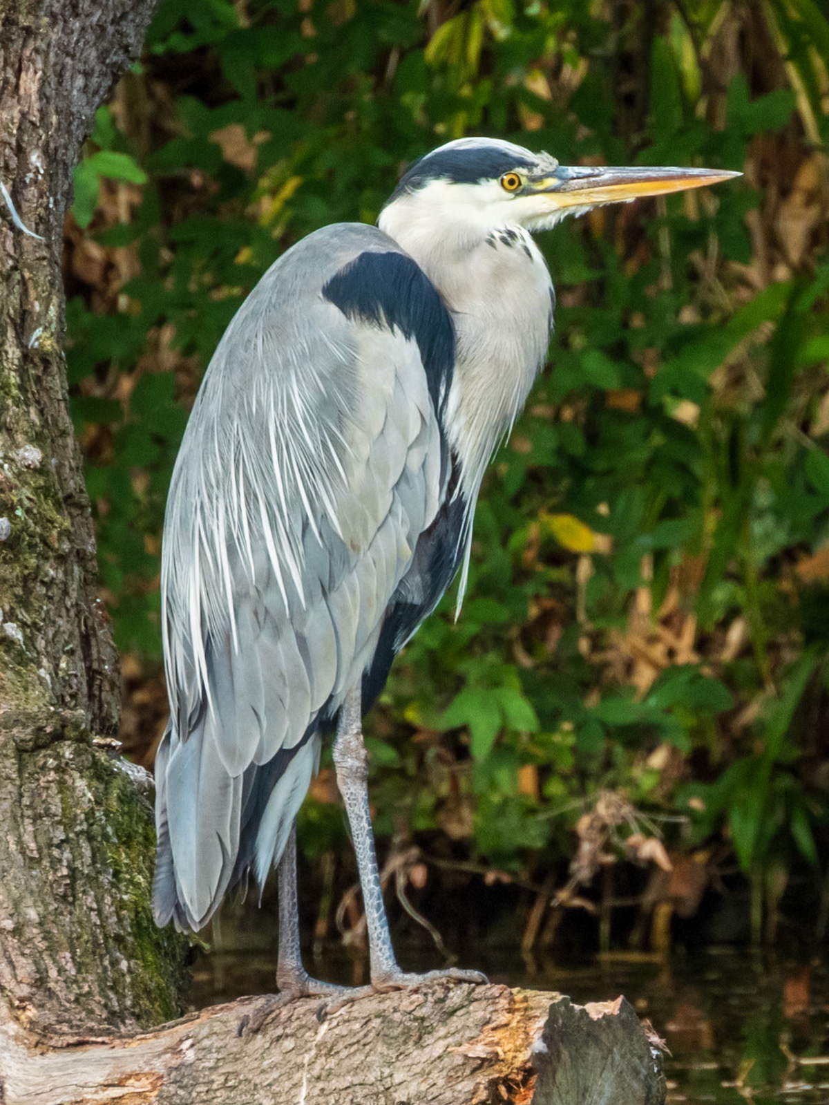 Gray Heron, Bois de Boulogne