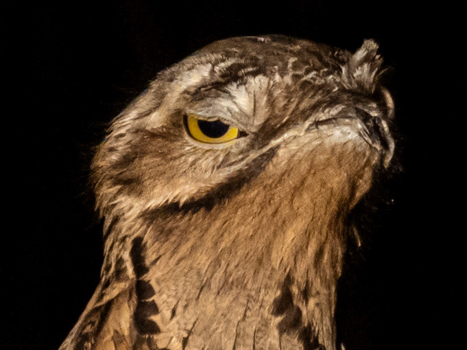 Common Potoo, Baía das Pedras