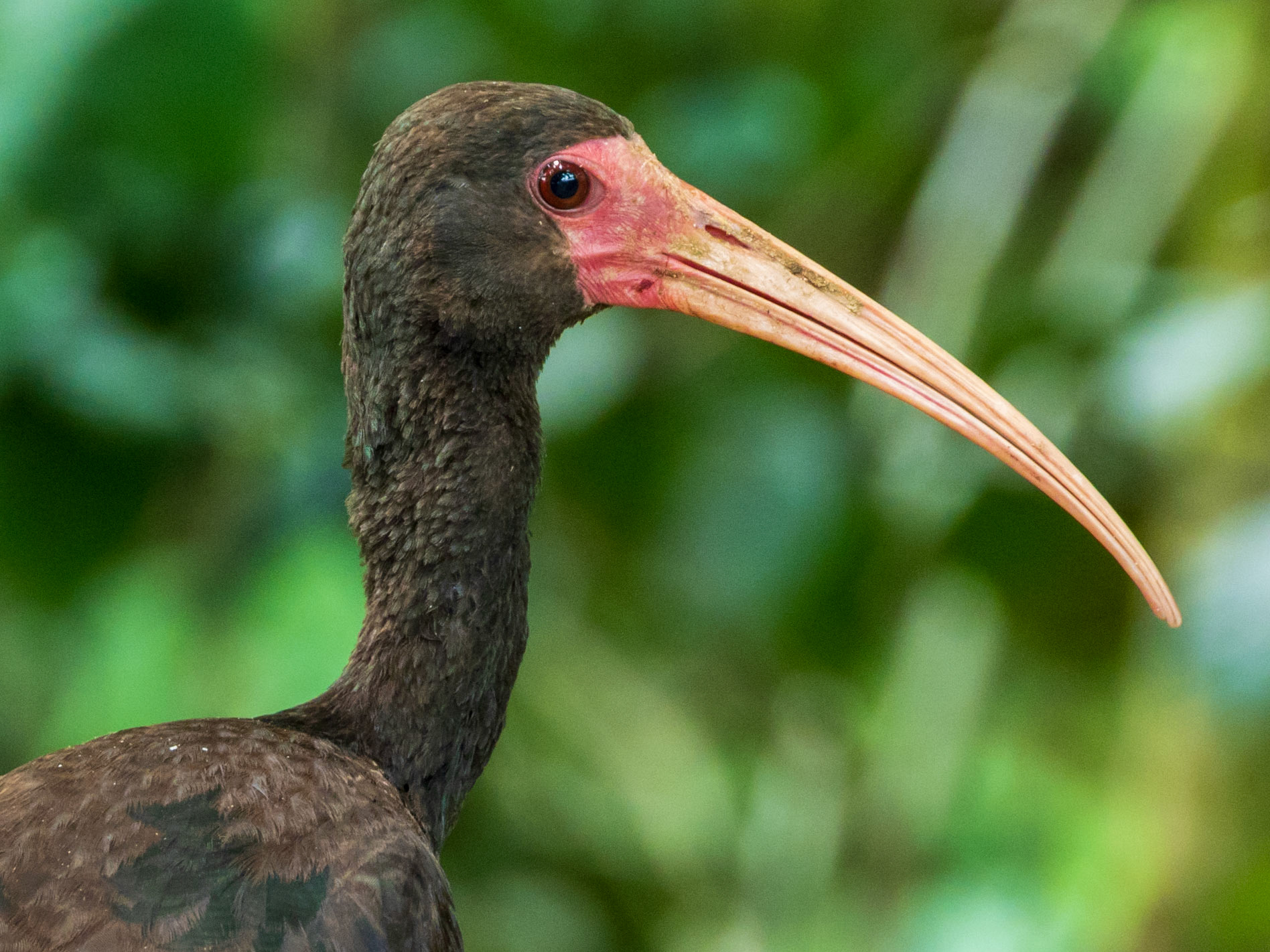 Bare-faced Ibis, Harpy Eagle Reserve