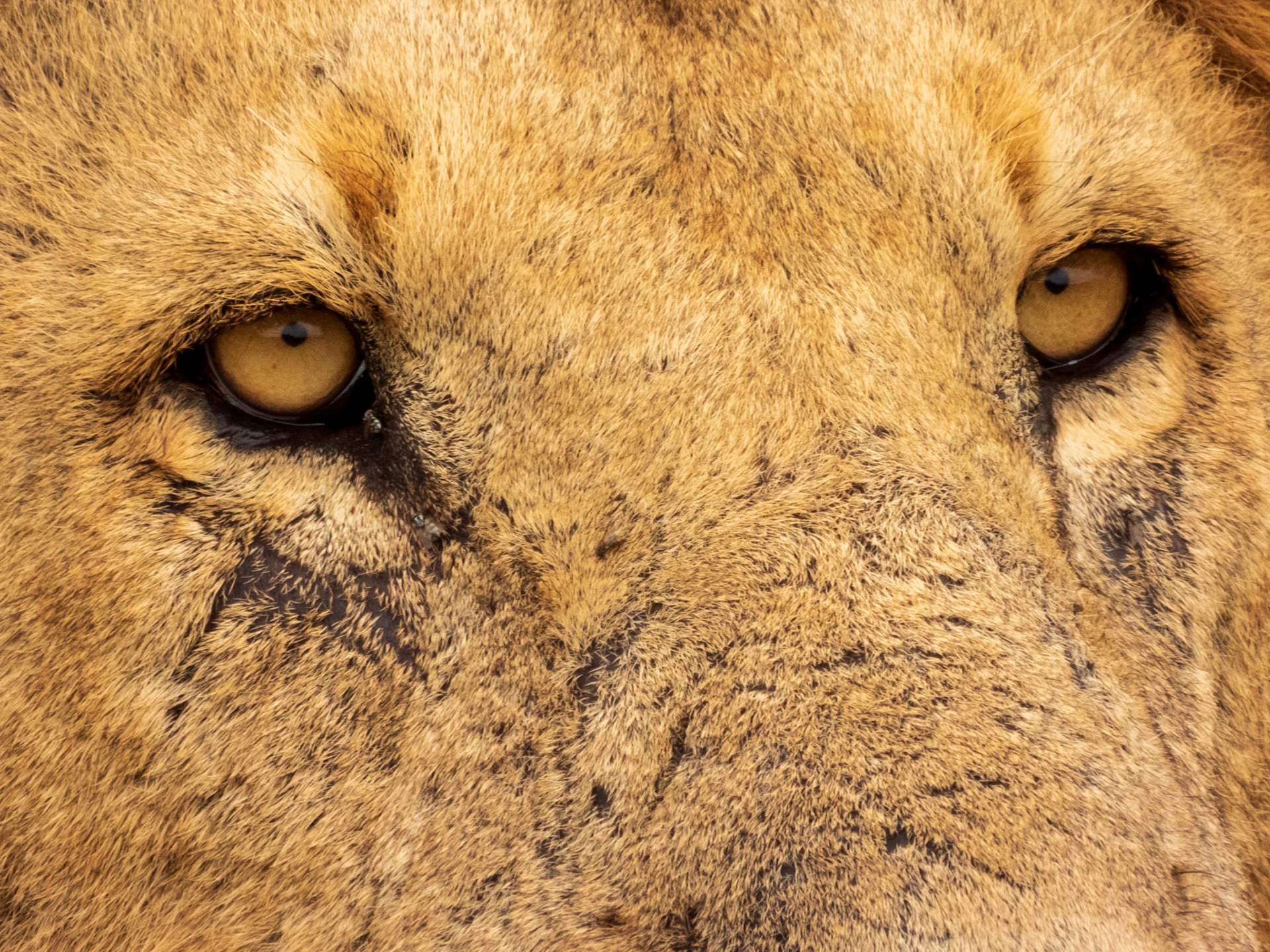 Lion, Melting Bush Camp