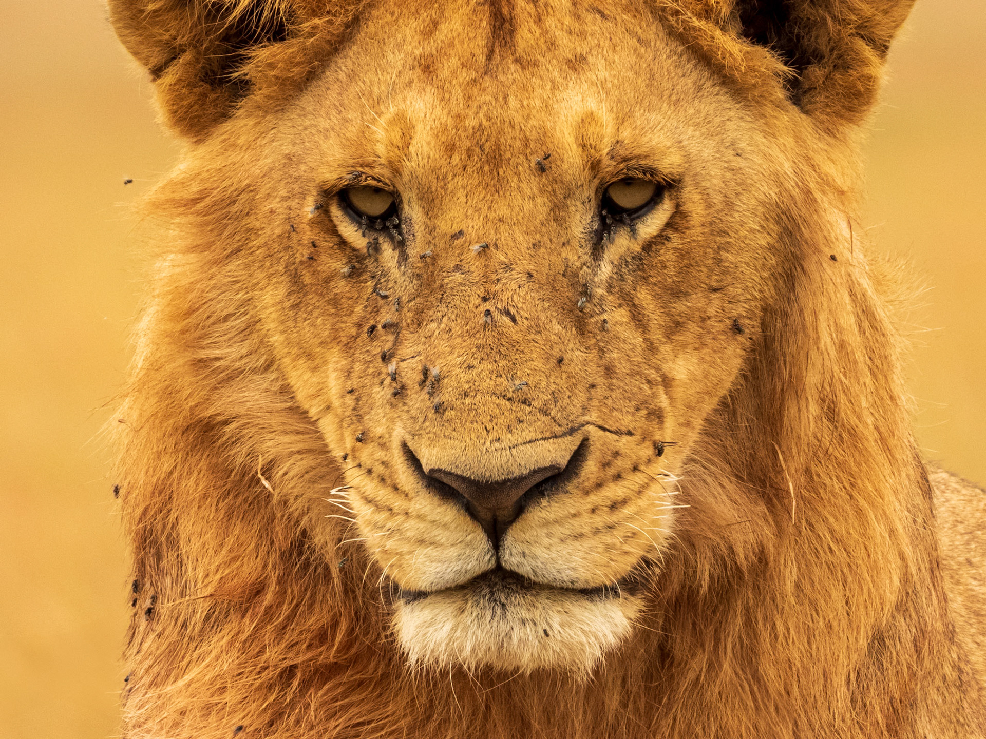 Lion, Melting Bush Camp