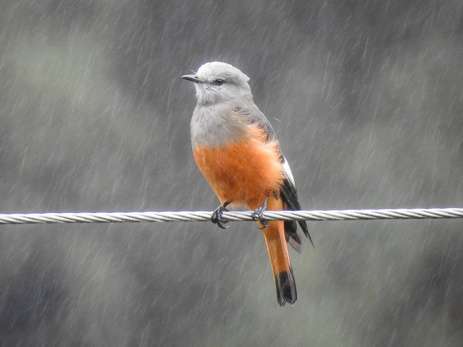 Red-rumped Bush-Tyrant, Refugio Volcán Cayambe