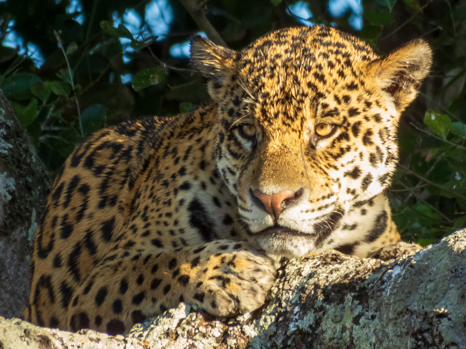 Jaguar, Recanto do Jaguar