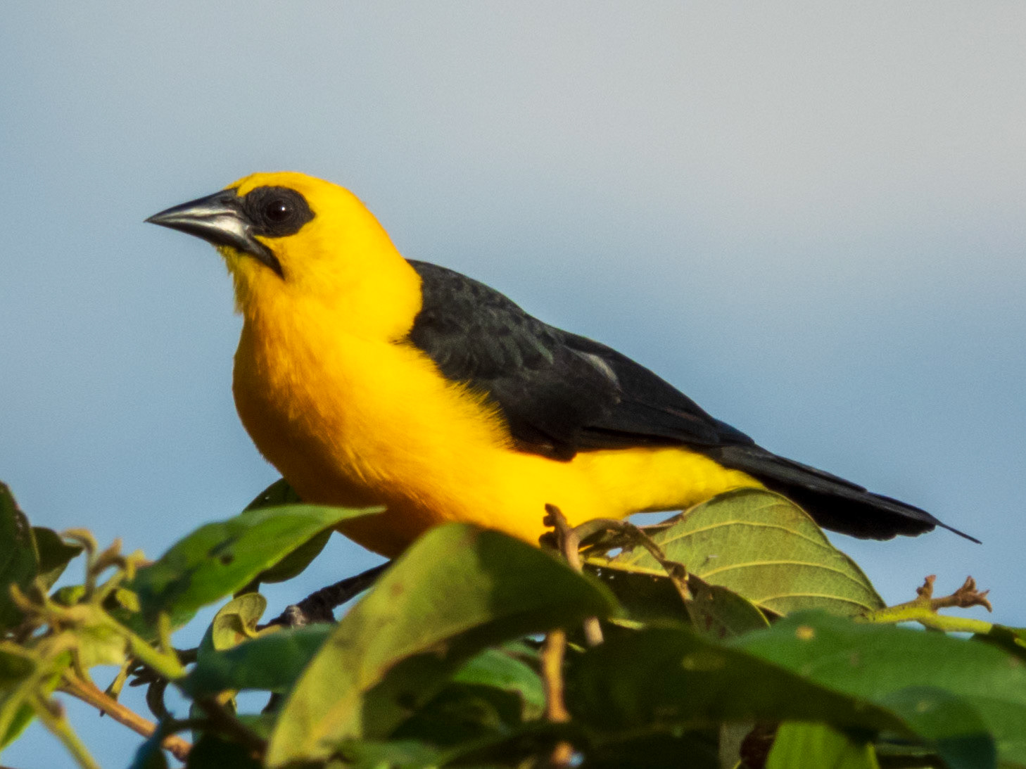 Oriole Blackbird, Hato la Aurora