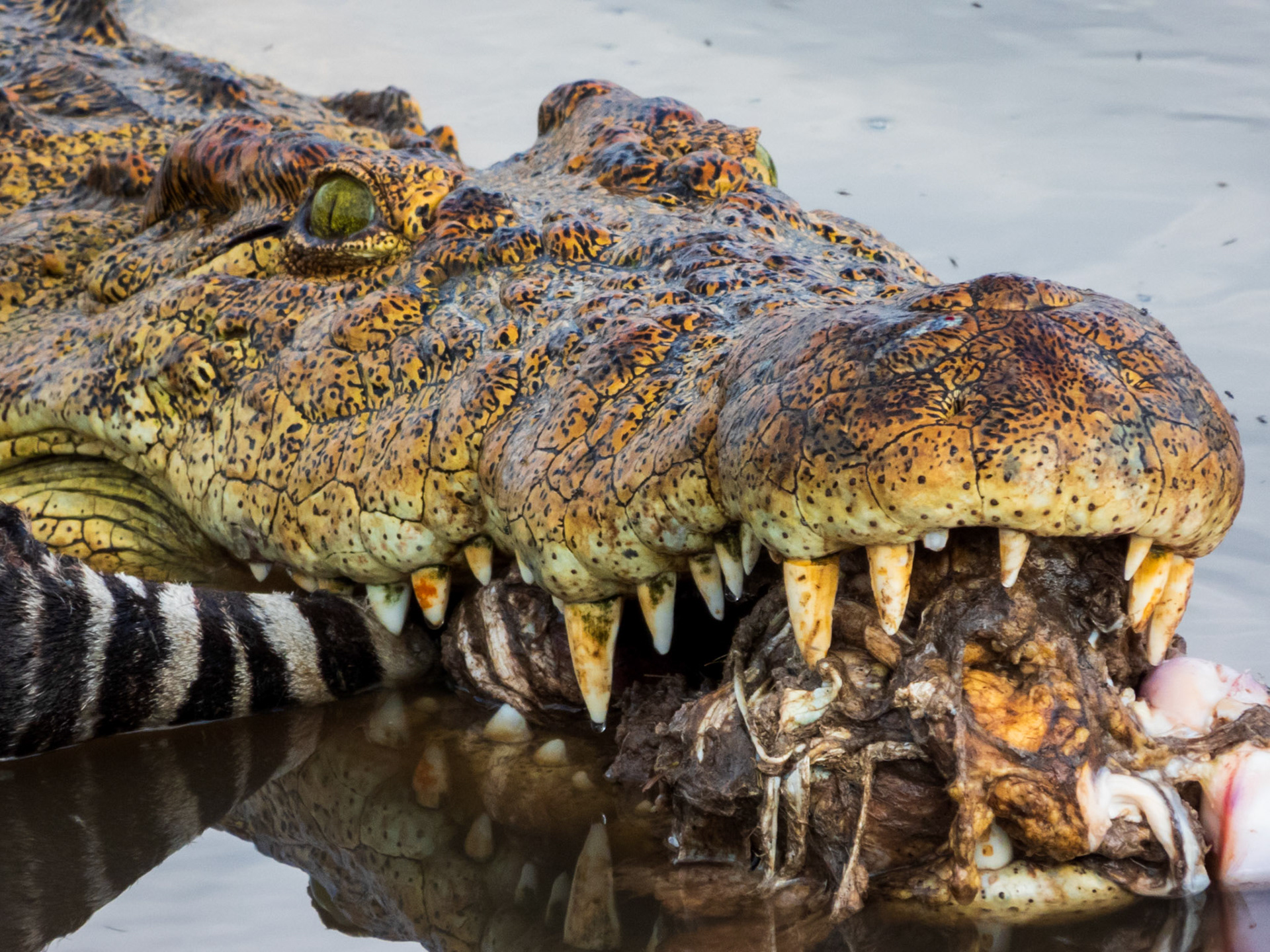 Nile Crocodile, Melting Bush Camp