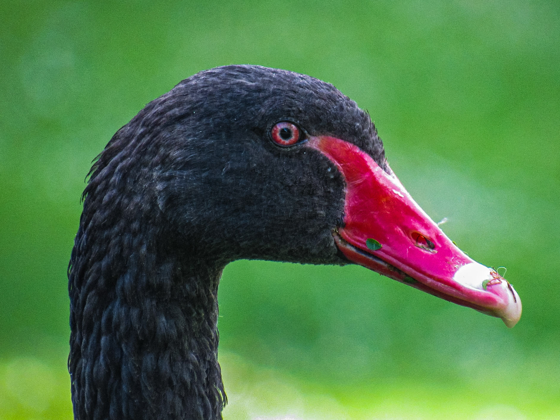 Black Swan, Parc Montsouris