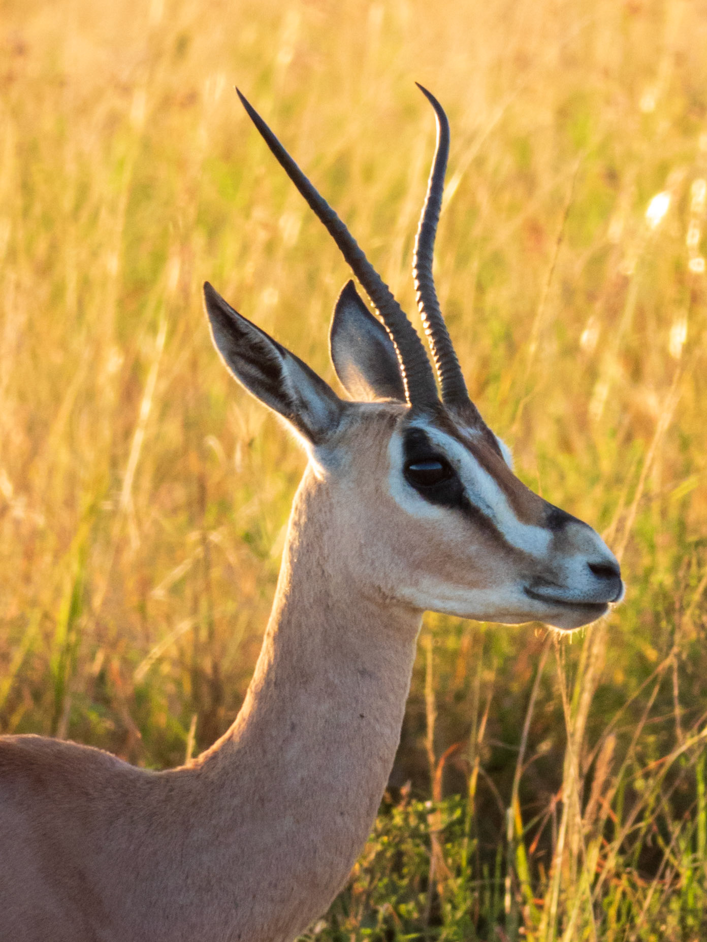 Grant's Gazelle, Melting Bush Camp