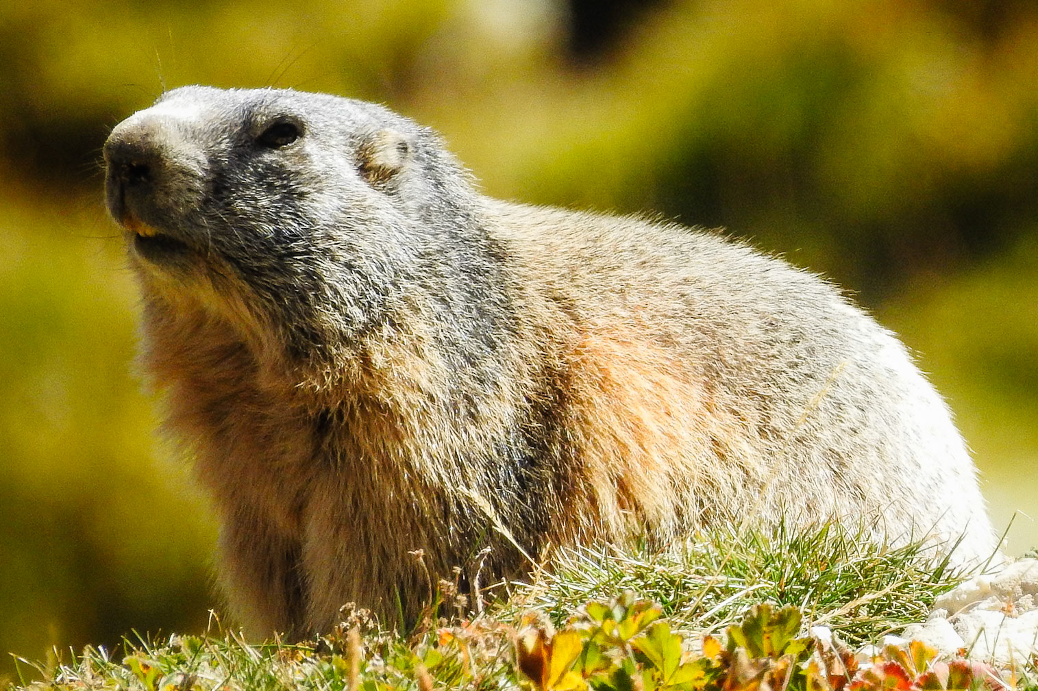 Alpine Marmot, Lac du Marinet