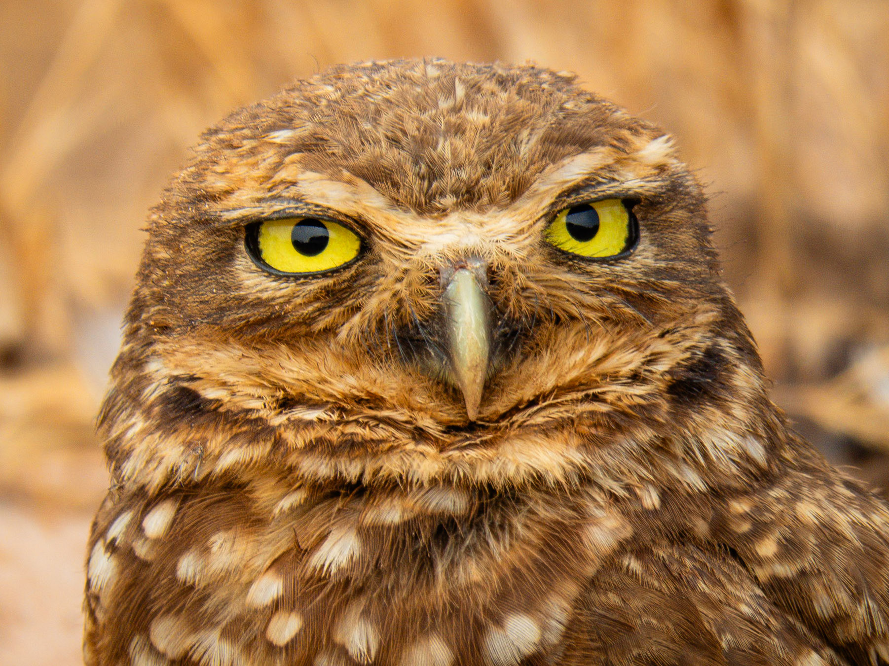 Burrowing Owl, Parque Nacional Chapada dos Guimarães
