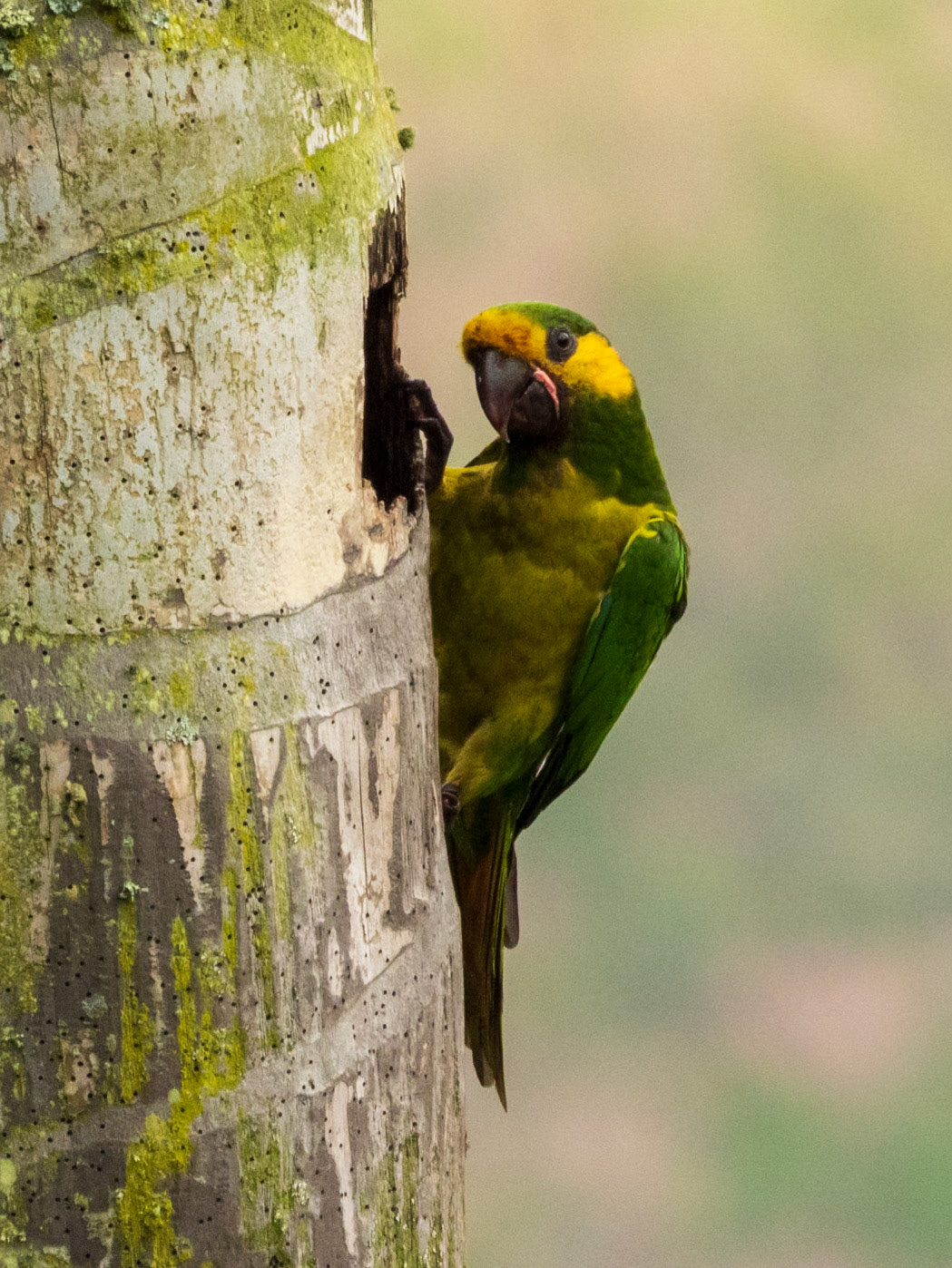 Yellow-eared Parrot, Finca la Tribuna