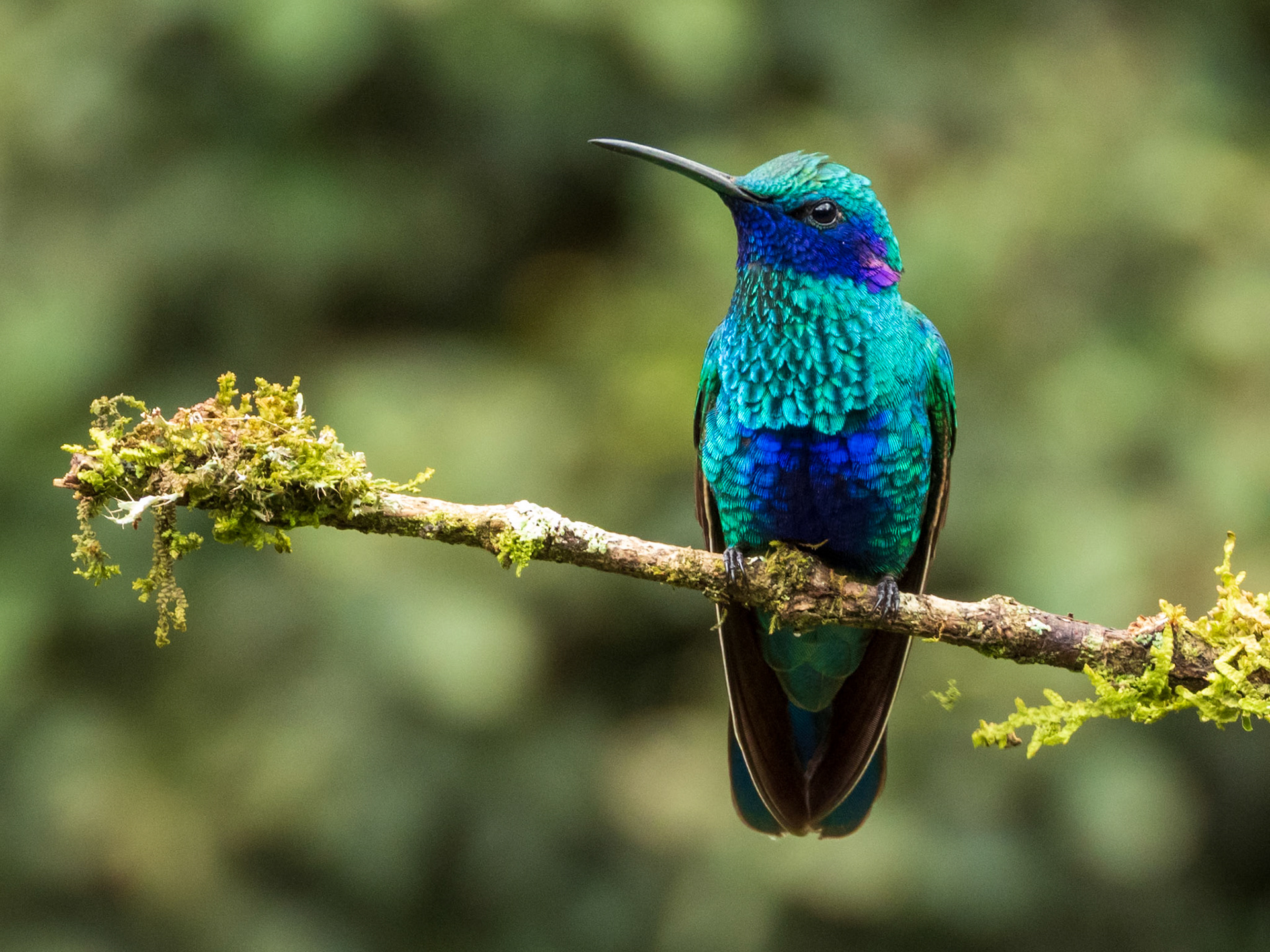 Sparkling Violetear, El Retorno de los Colibríes