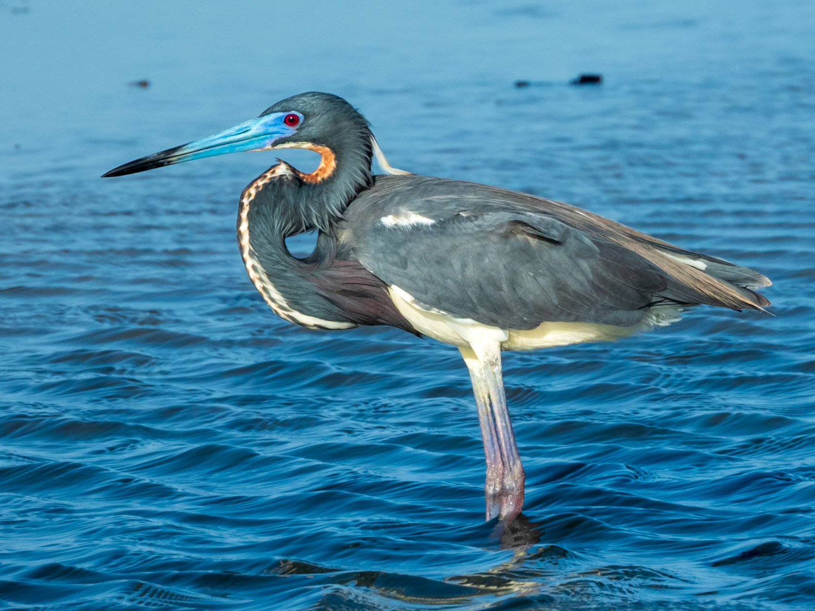 Tricolored Heron, Santuario de Fauna y Flora Los Flamencos