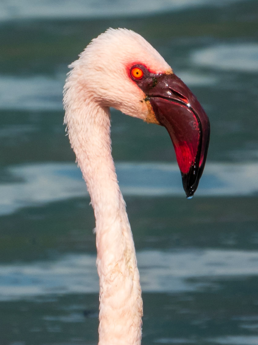 Lesser Flamingo, Tumbili Cliff Lodge