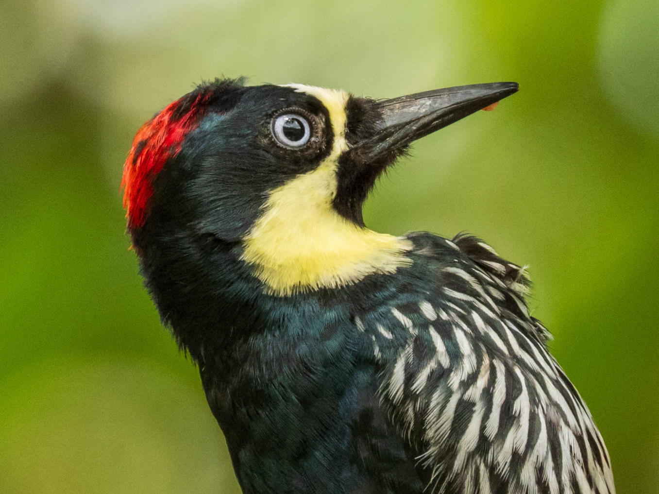 Acorn Woodpecker, San Felipe