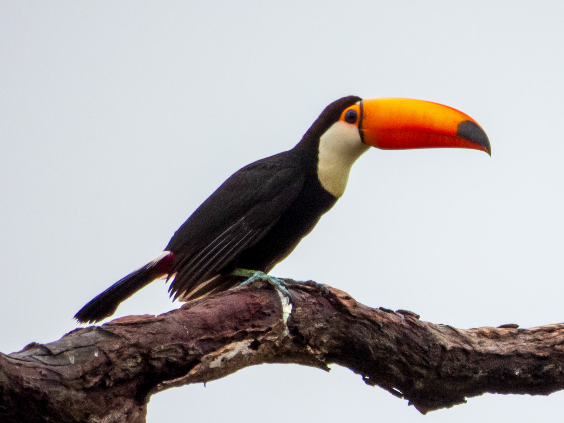 Toco Toucan, Parque Municipal do Pombo