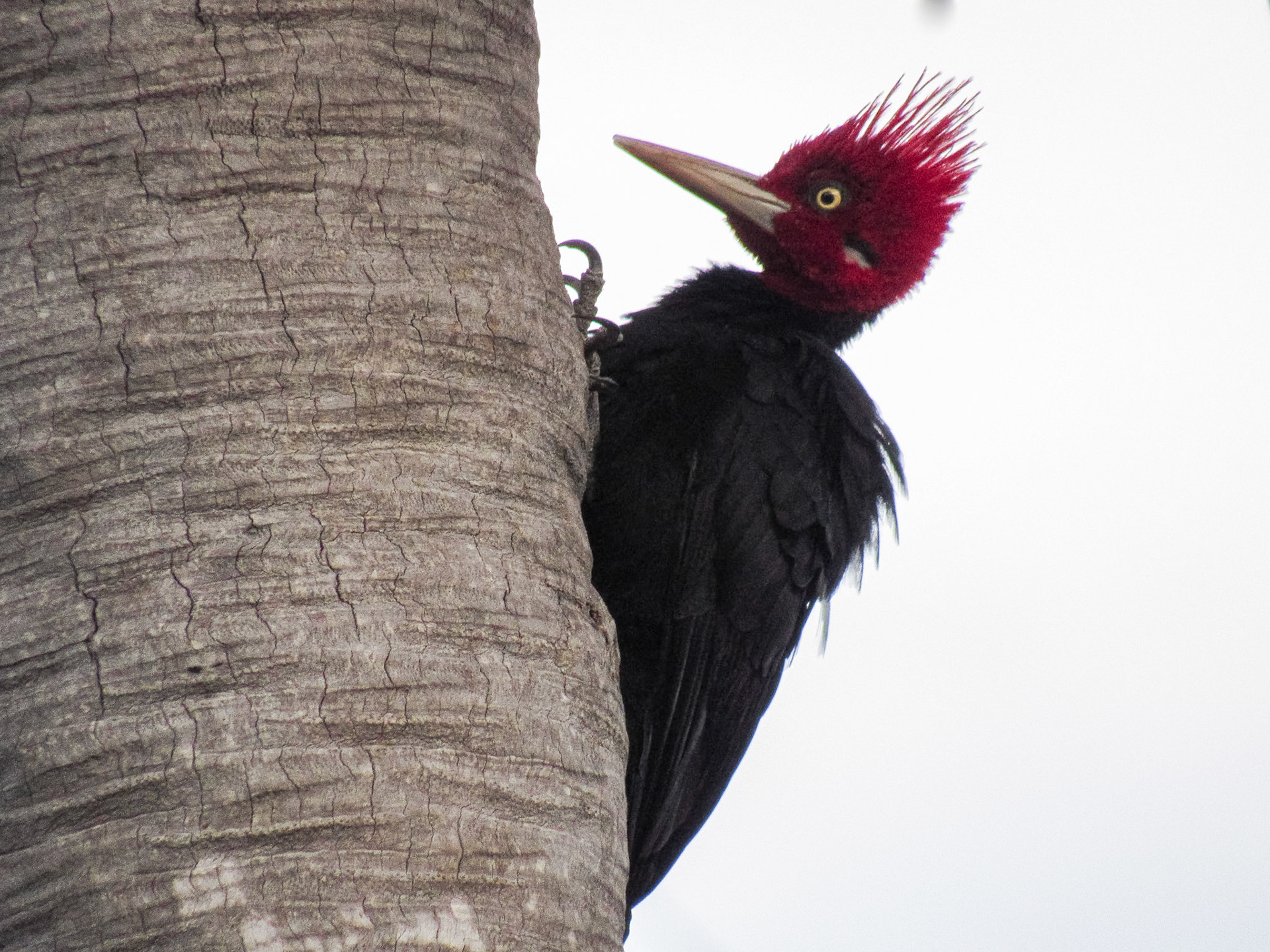 Cream-backed Woodpecker, Parque Nacional Río Pilcomayo