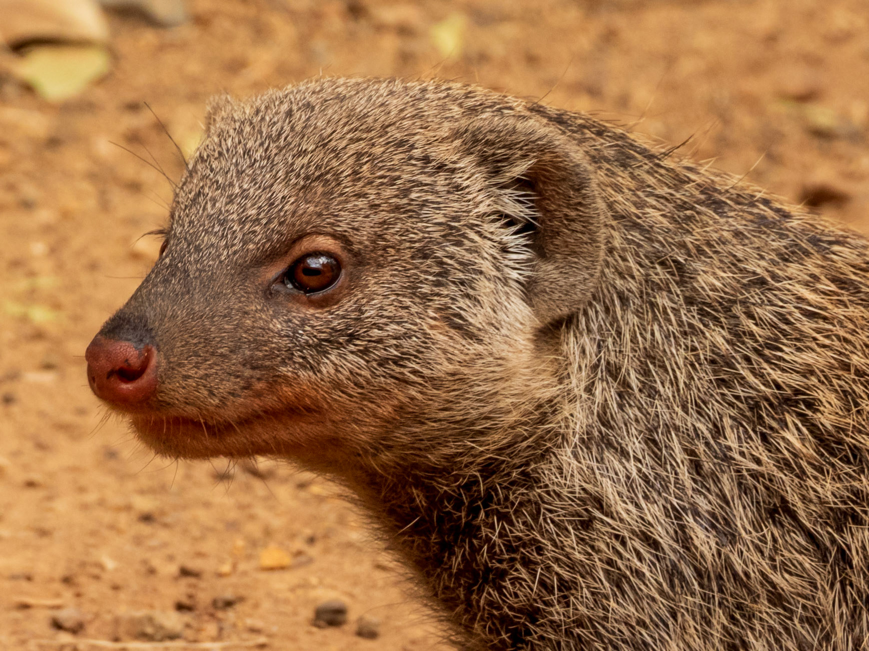 Banded Mongoose, Melting Bush Camp