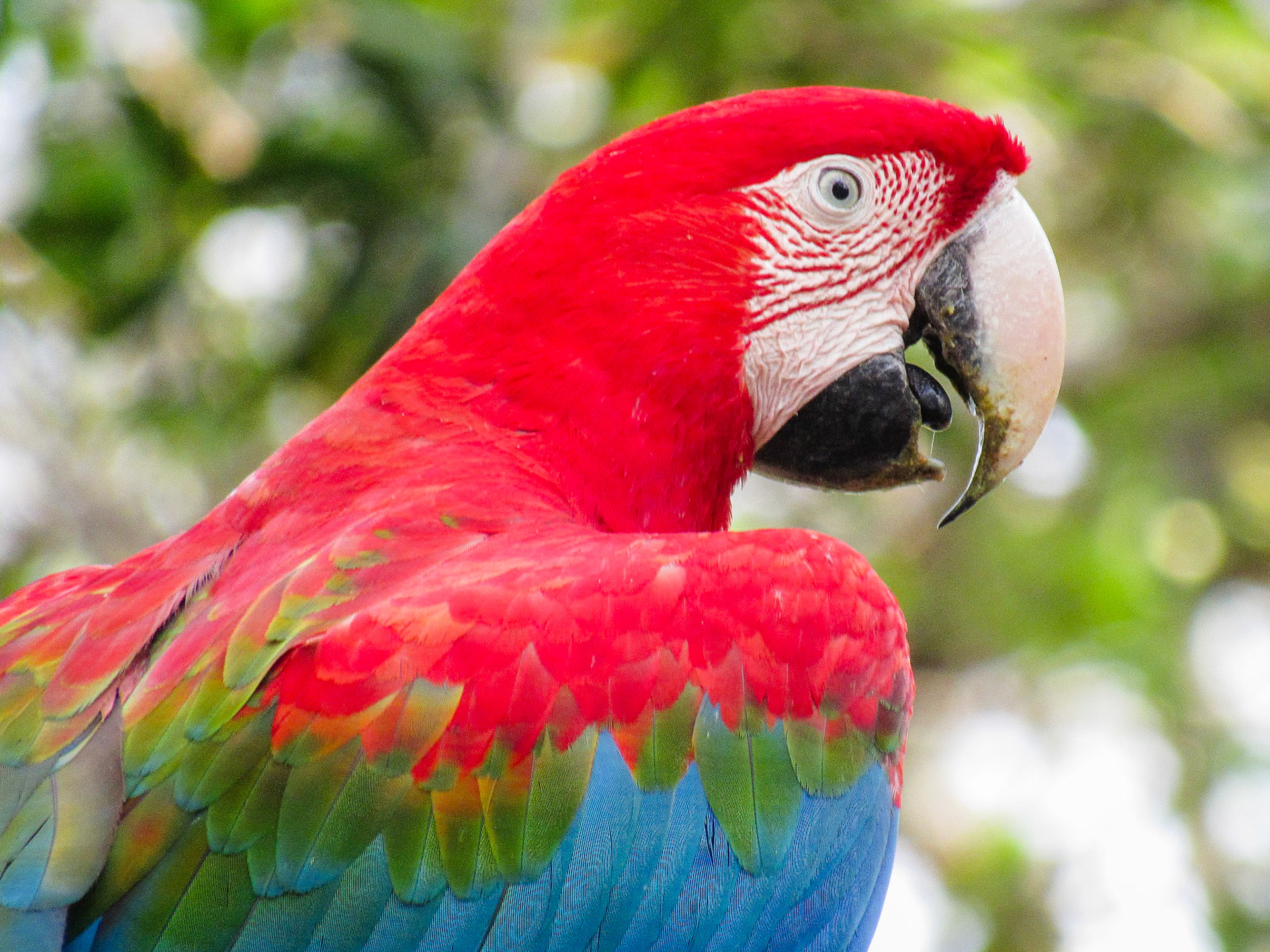 Red-and-green Macaw, Buraco das Araras