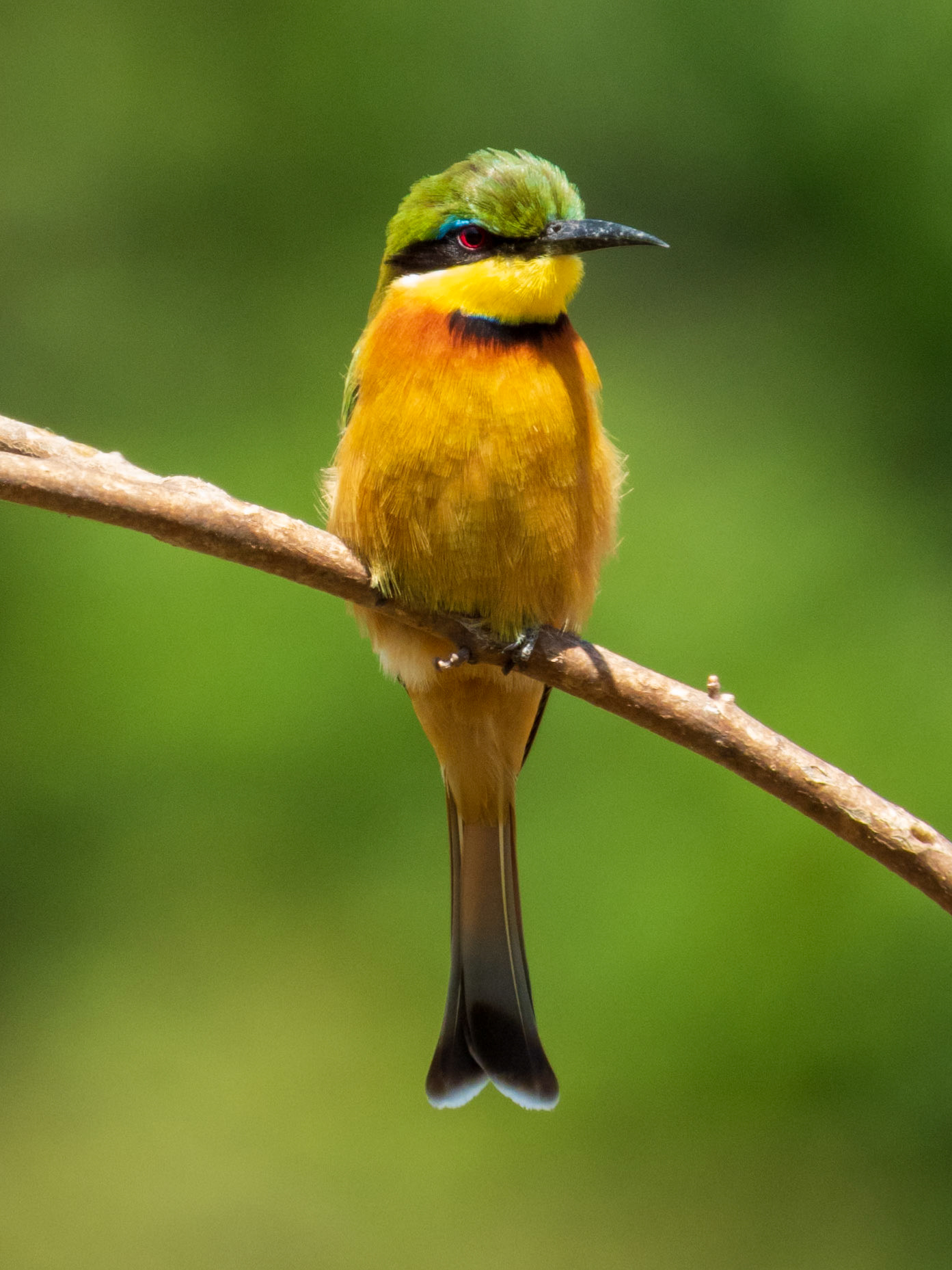 Little Bee-eater, Melting Bush Camp