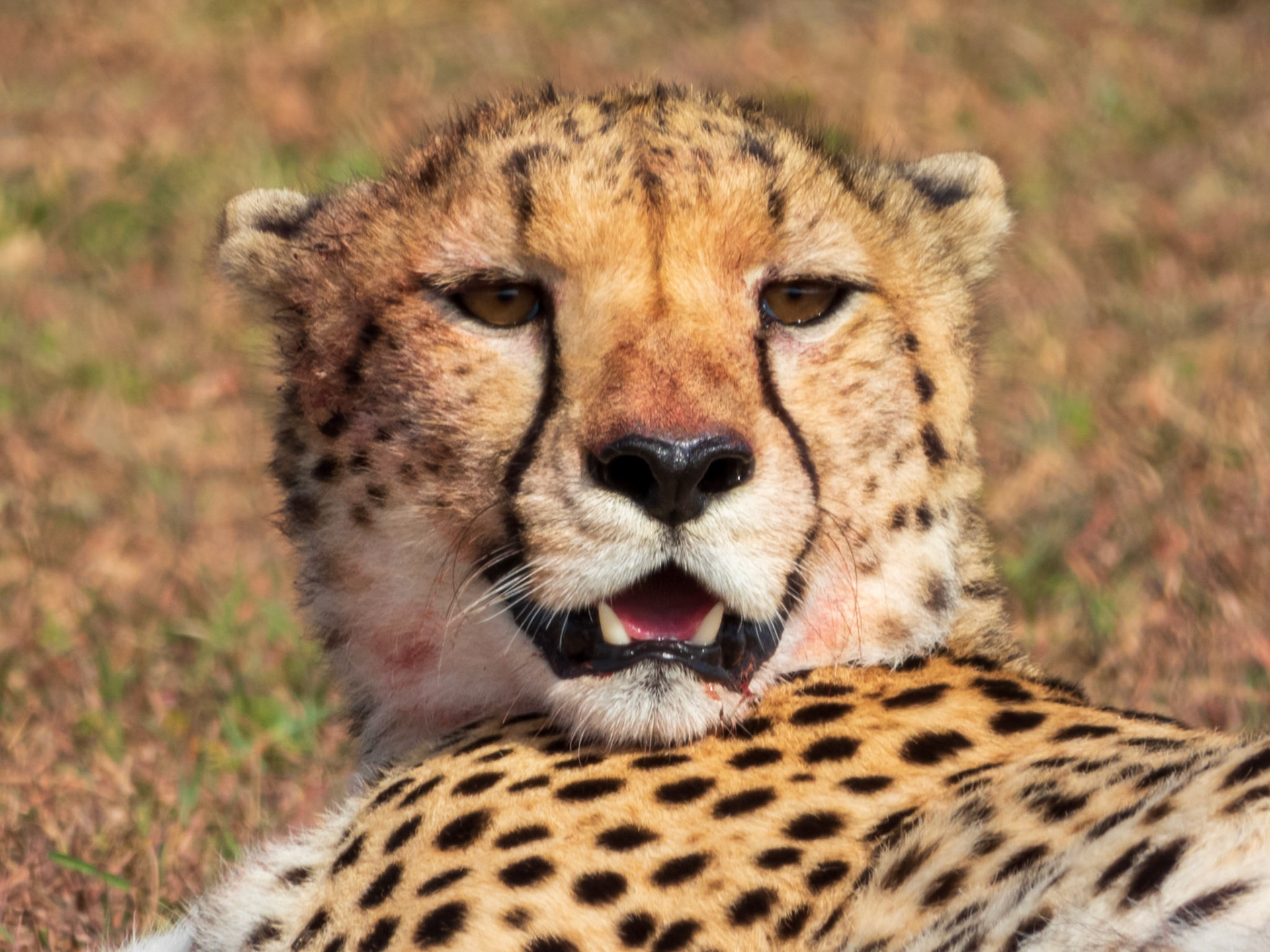 Cheetah, Melting Bush Camp