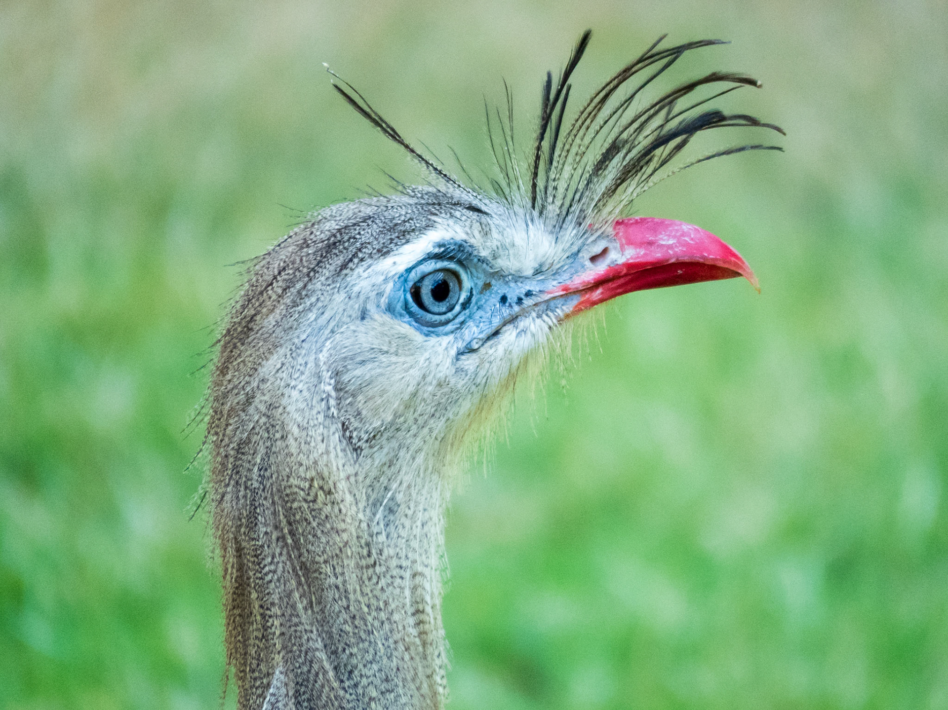 Red-legged Seriema, Pousada Rio Mutum
