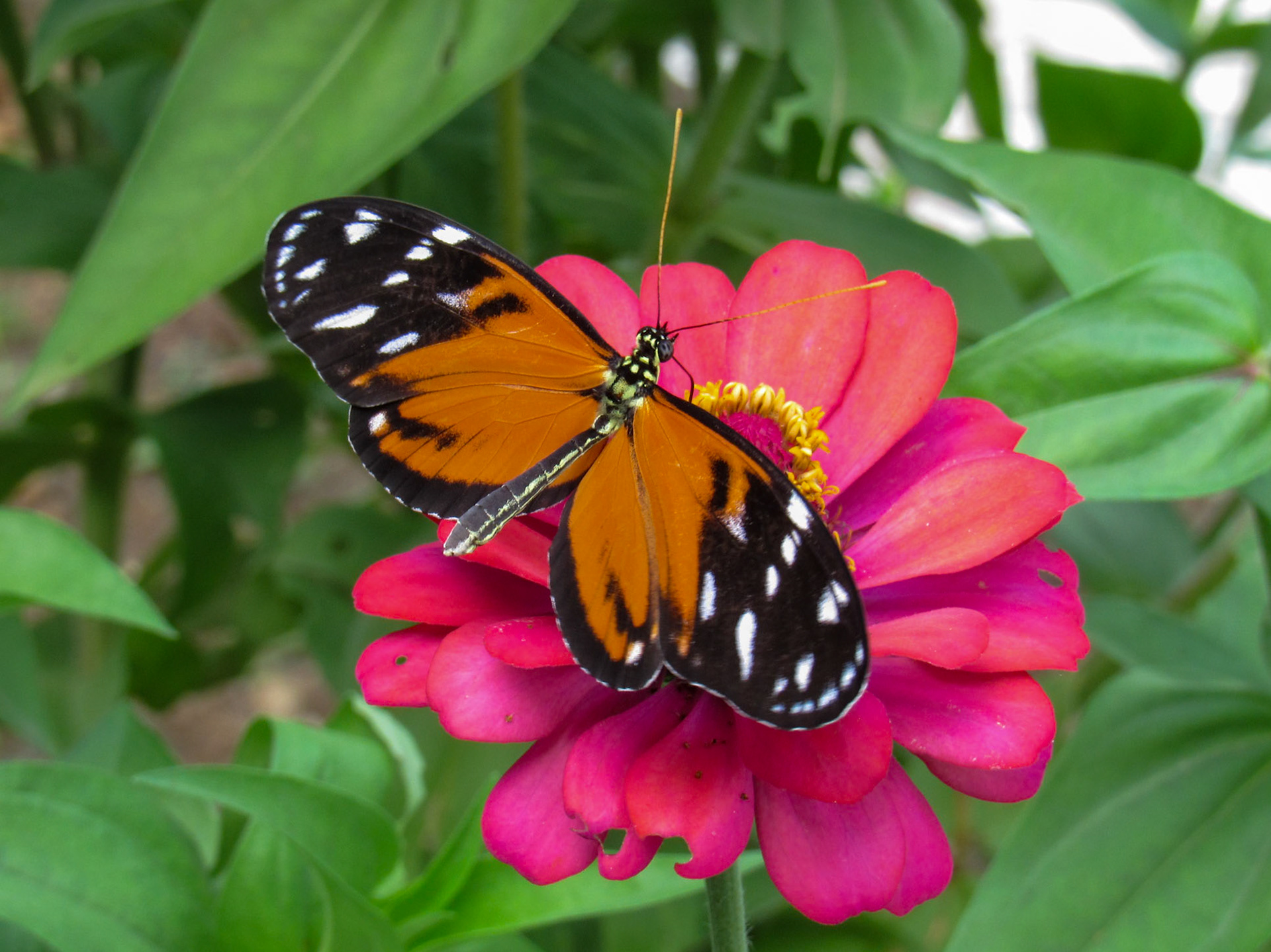 Unknown Butterfly, Belén de los Andaquíes