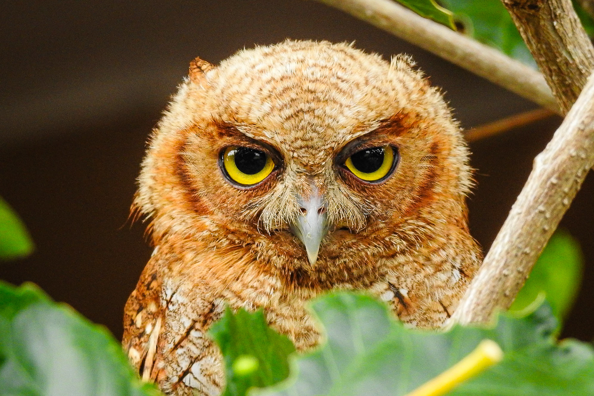 Owlsito, America Salvaje
