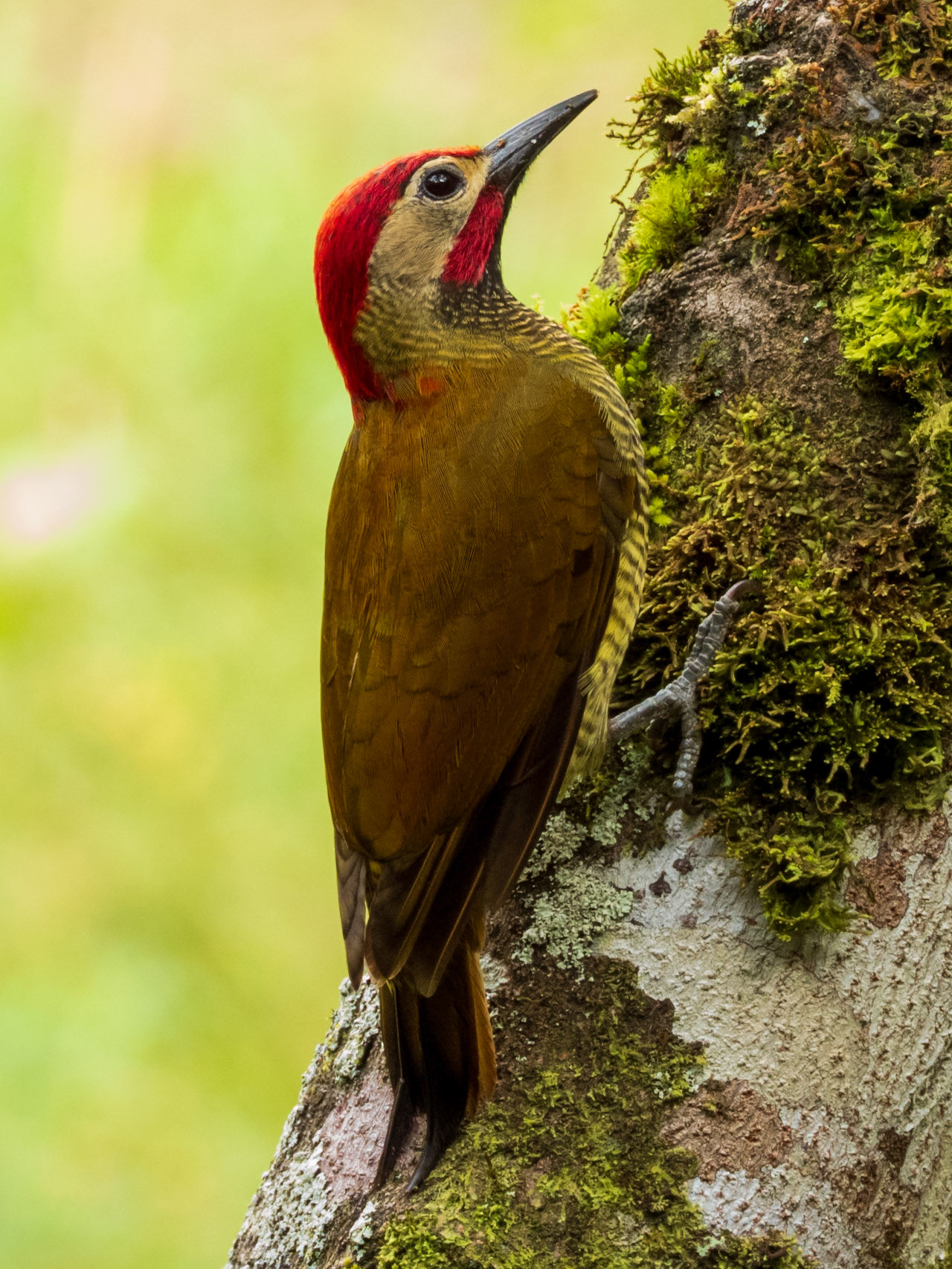 Golden-olive Woodpecker, Montezuma Rainforest Ecolodge