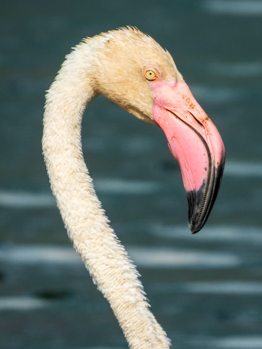 Greater Flamingo, Tumbili Cliff Lodge