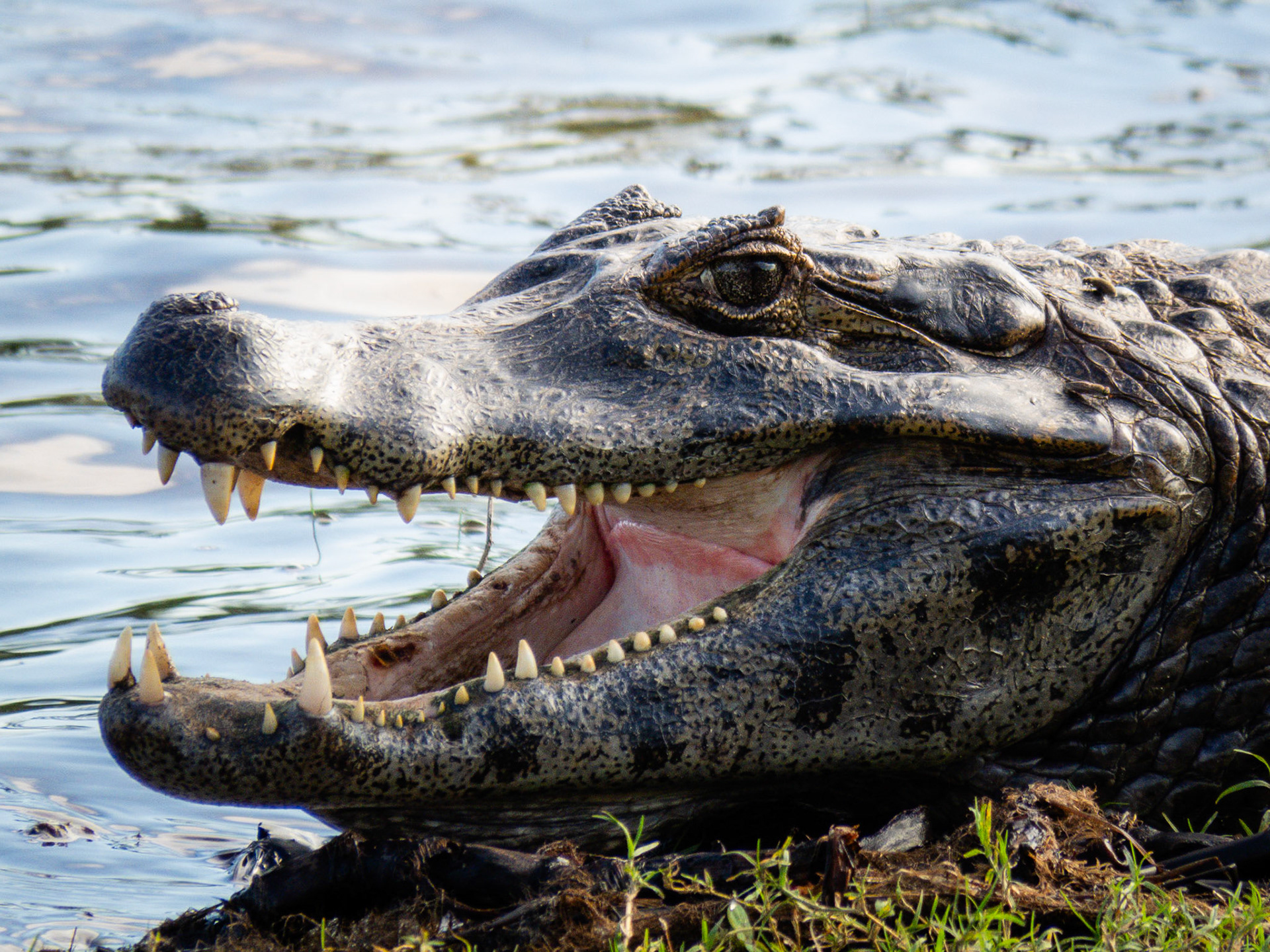 Yacare Caiman, Passo do Lontra